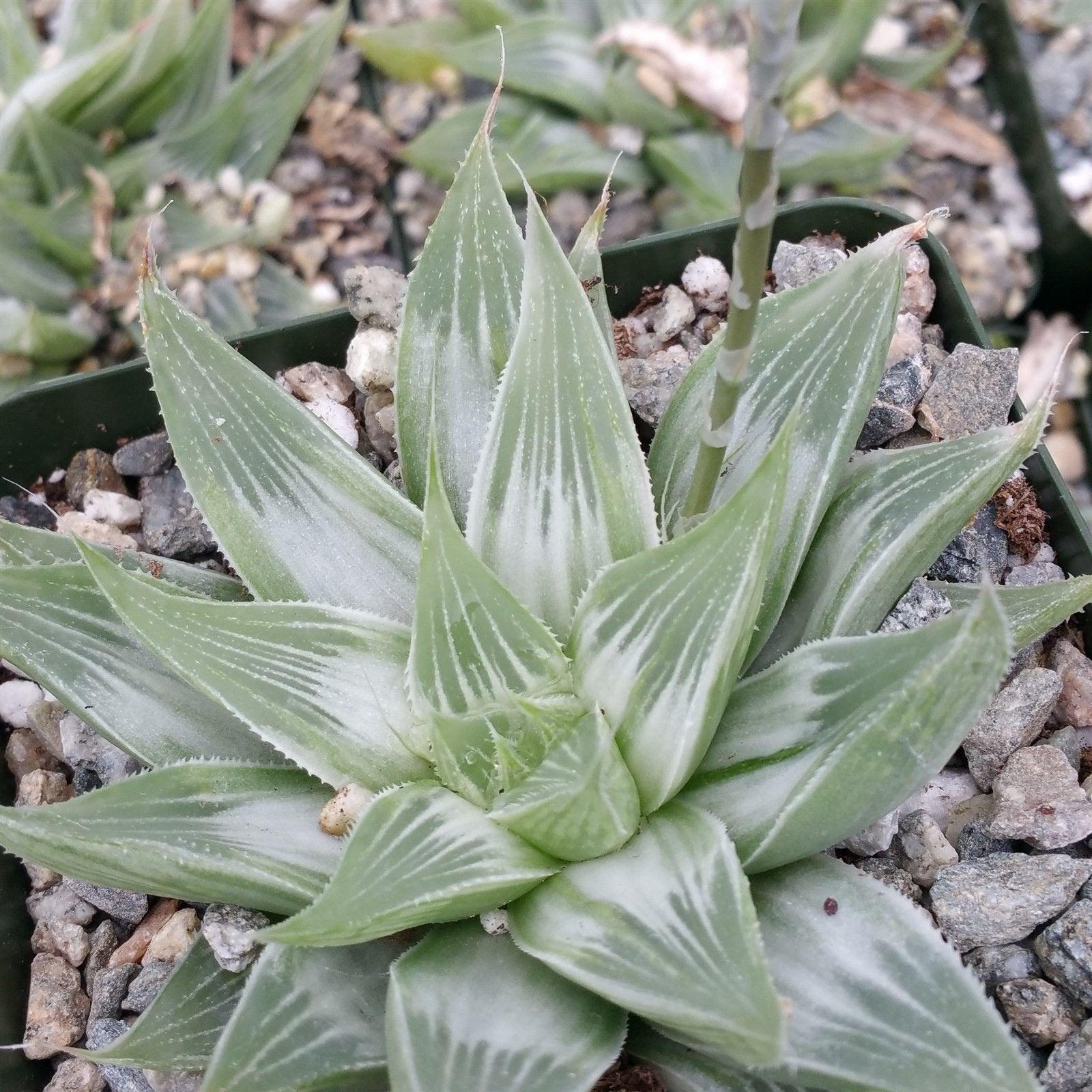 white ghost succulent Haworthia White Ghost 2" Pot