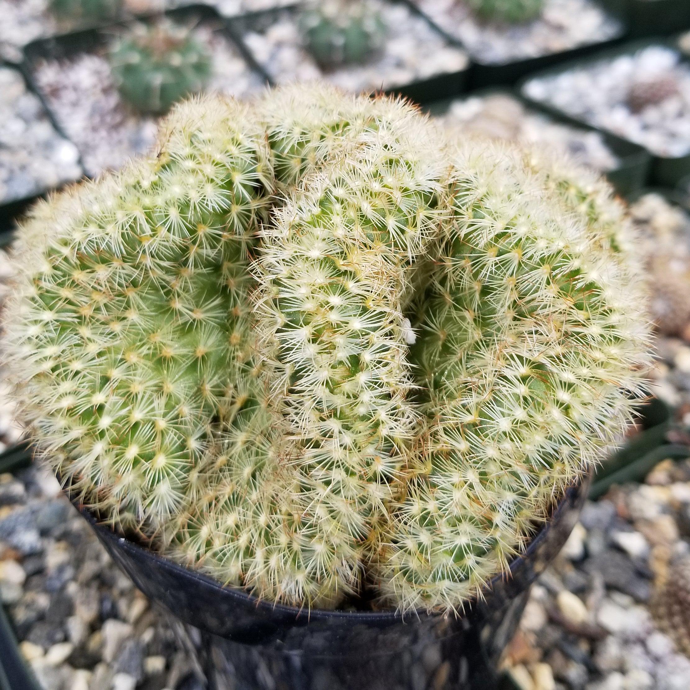 succulents that look like brains Brain Cactus