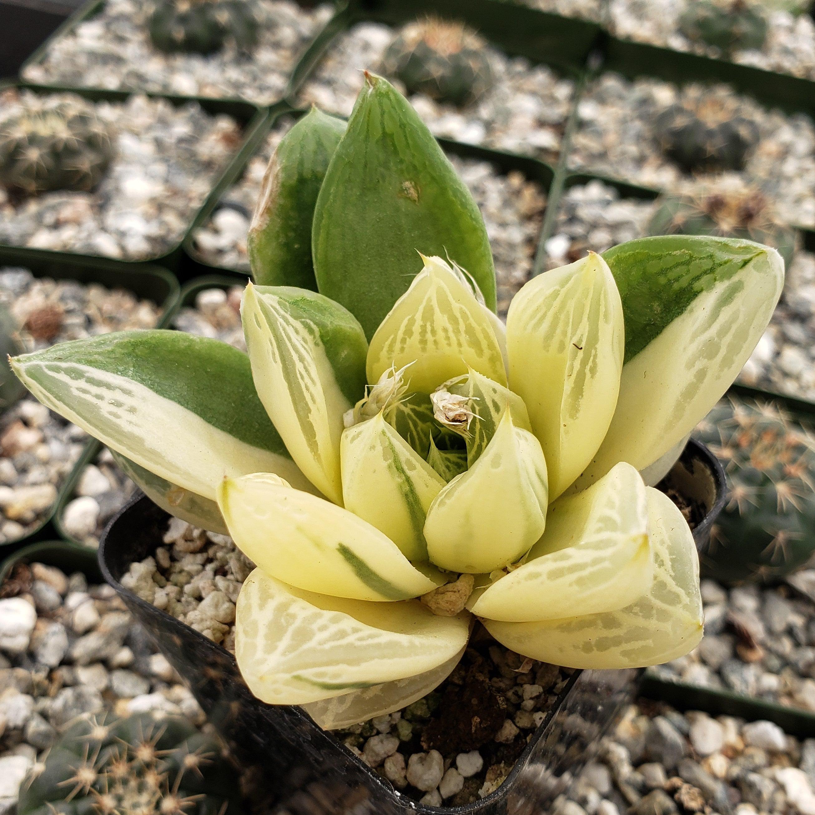 succulent haworthia flower Haworthia cymbiformis variegata