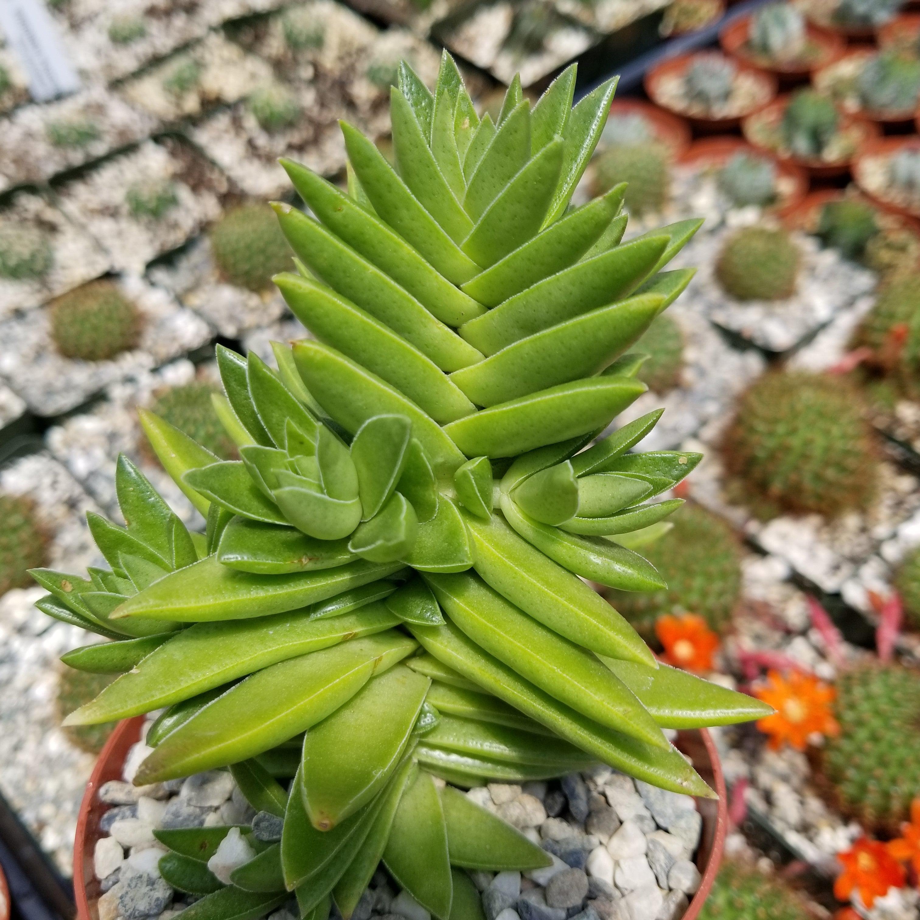 tooth pot plant Crassula Corymbulosa “Shark Tooth" |- Buy at Planet Desert