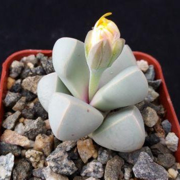 succulent plants meaning in hindi Lapidaria Margarethae | Easy-to-Grow Plants