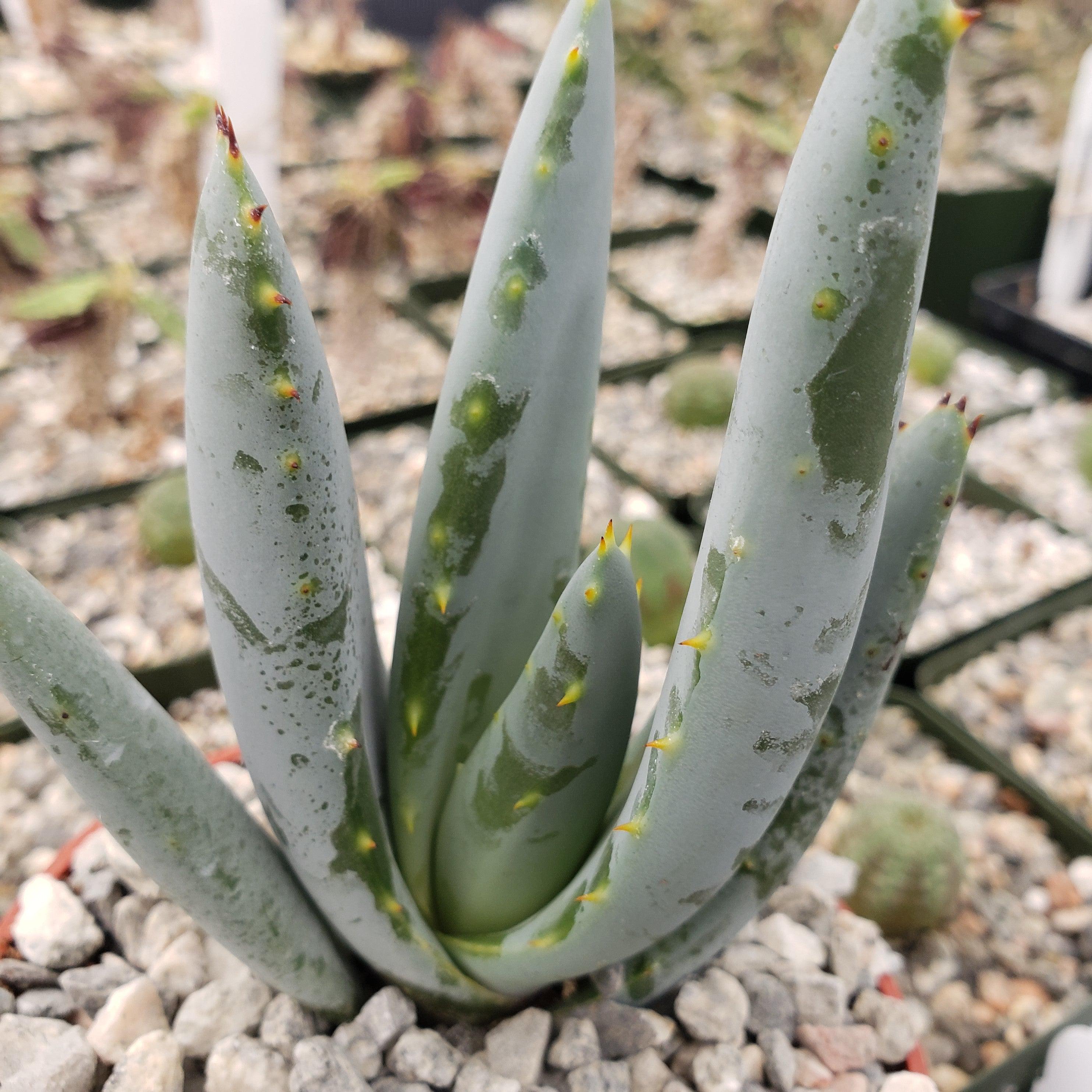 aloe vera looking plant with white spots Well-Known Aloe claviflora Succulent