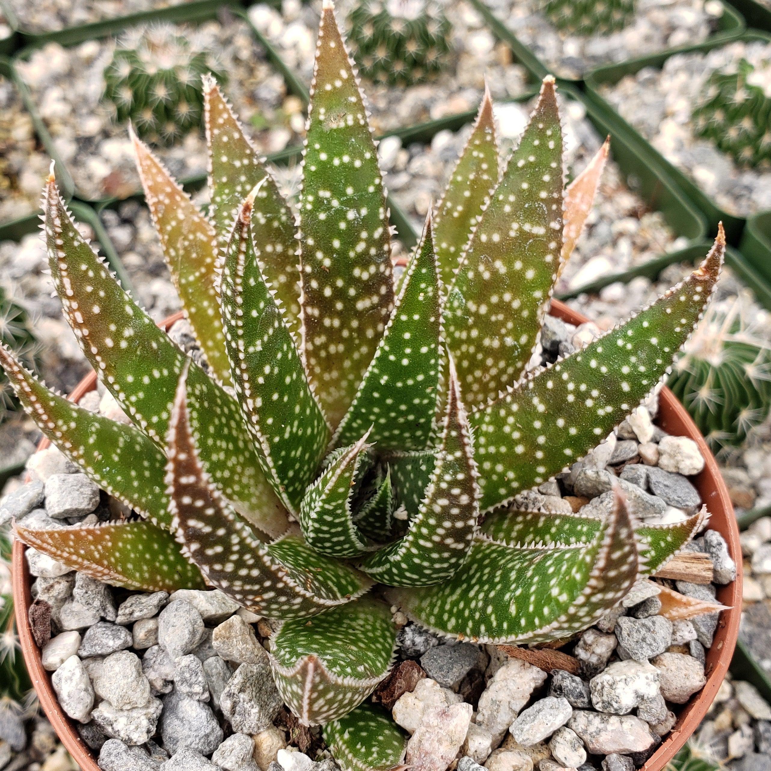 lizard plant succulents Gasteraloe beguinii lizard tail