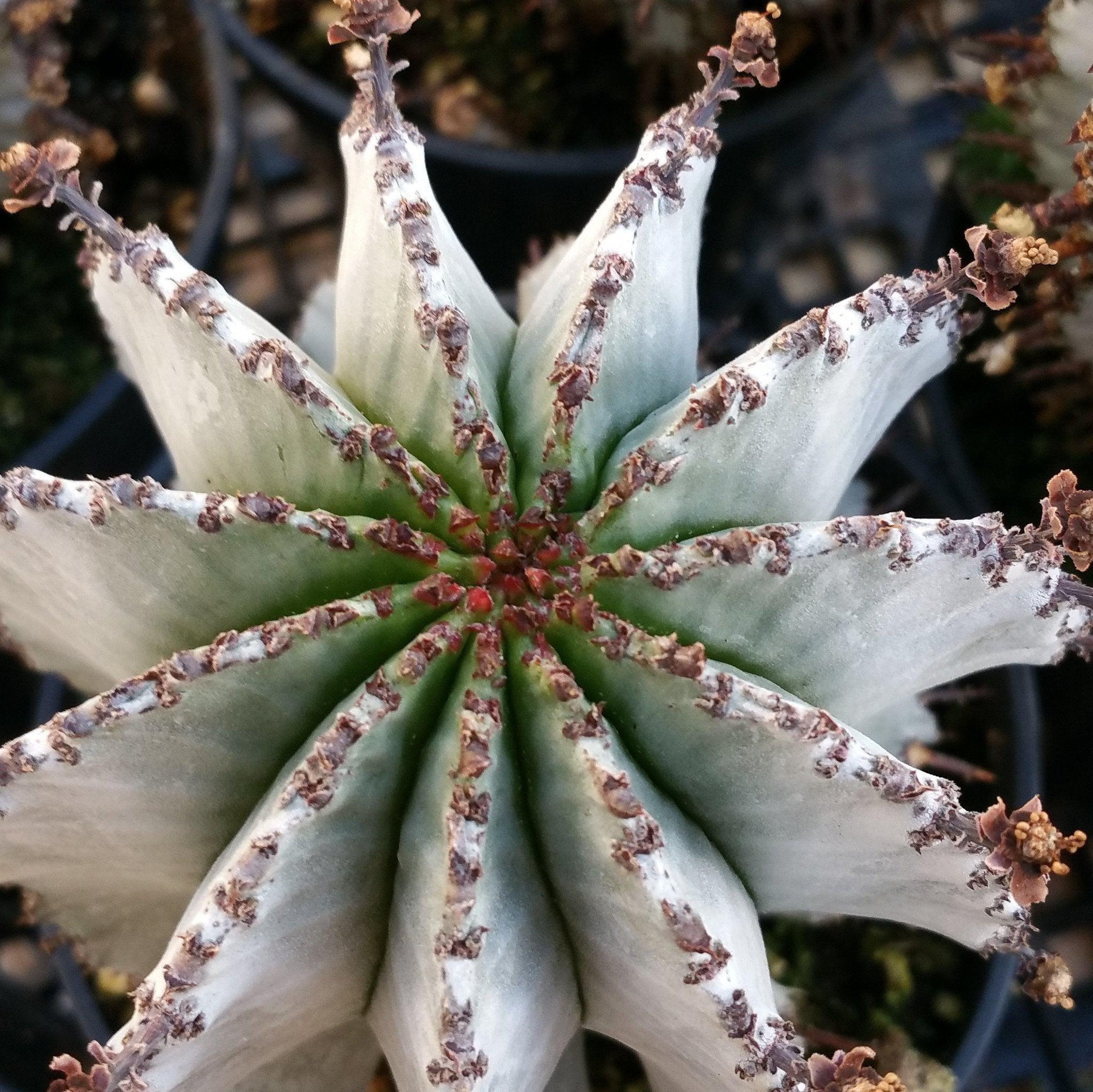 succulent that looks like a star Euphorbia polygona snowflakes 6" Pot