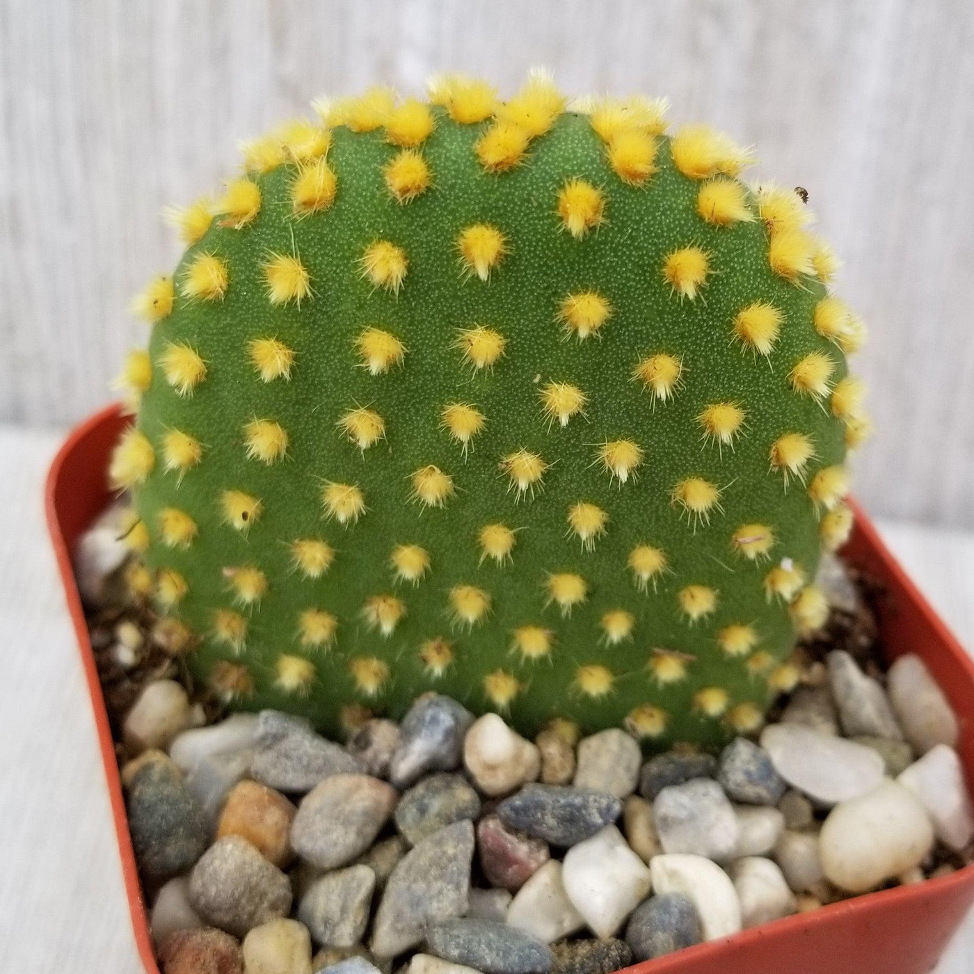 Bunny Ear Cactus 'Opuntia microdasys'