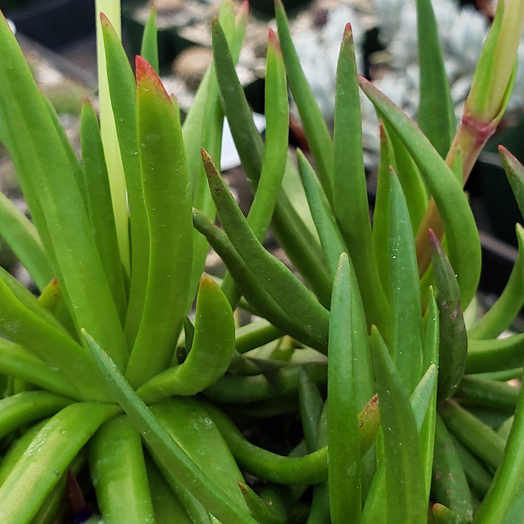 horn succulent Devil Horns Plant