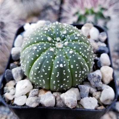 Sand Dollar Cactus 'Astrophytum asterias'