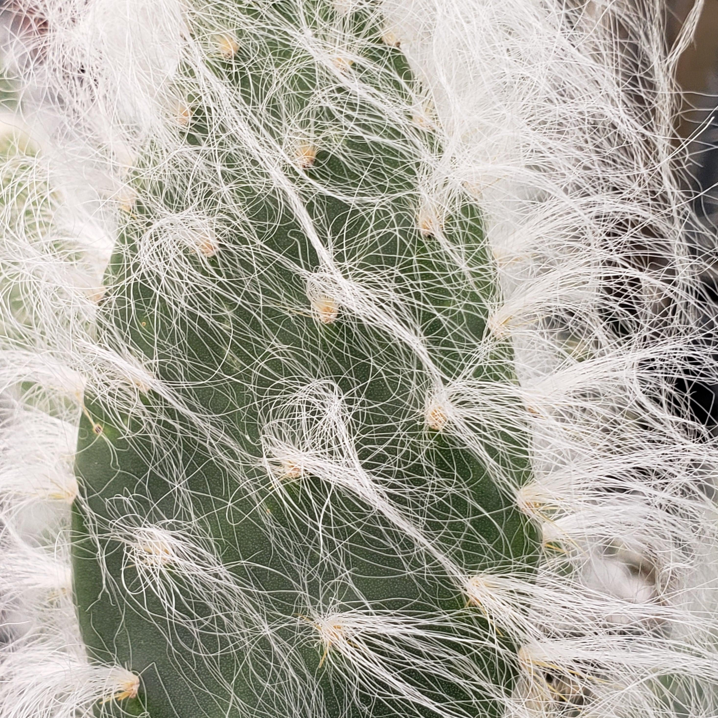 types of fuzzy cactus Opuntia Snow Fuzzy cutting