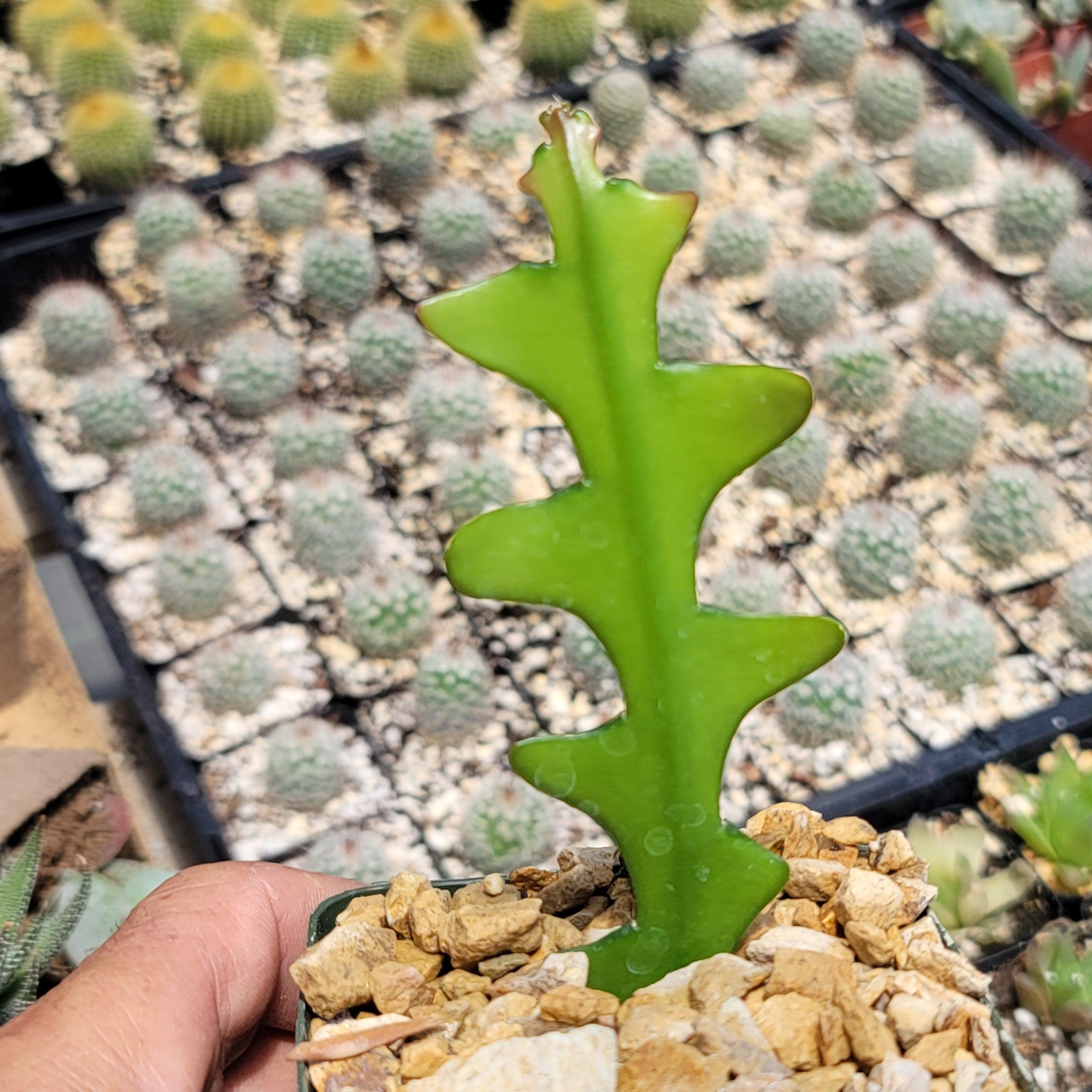 zigzag succulent Fishbone Cactus ‘Selenicereus anthonyanus’