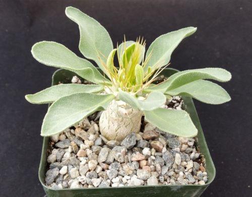 elephant trunk succulent Elephants Trunk Plant