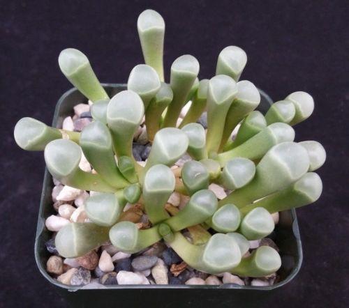 succulent toes Baby Toes 'Fenestraria rhopalophylla'