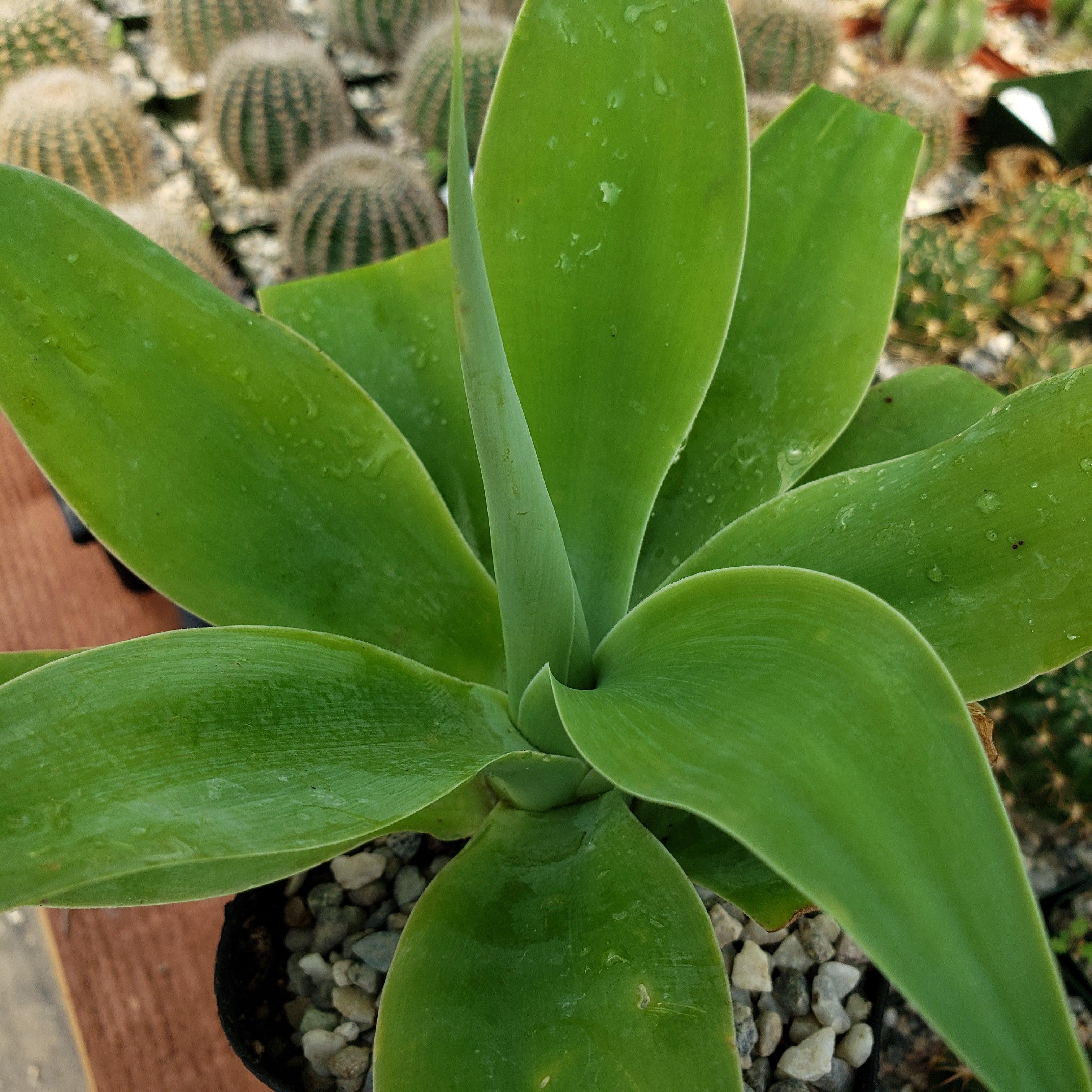 foxtail succulent Foxtail Agave