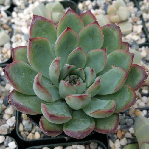 red rosette succulent Echeveria pulidonis