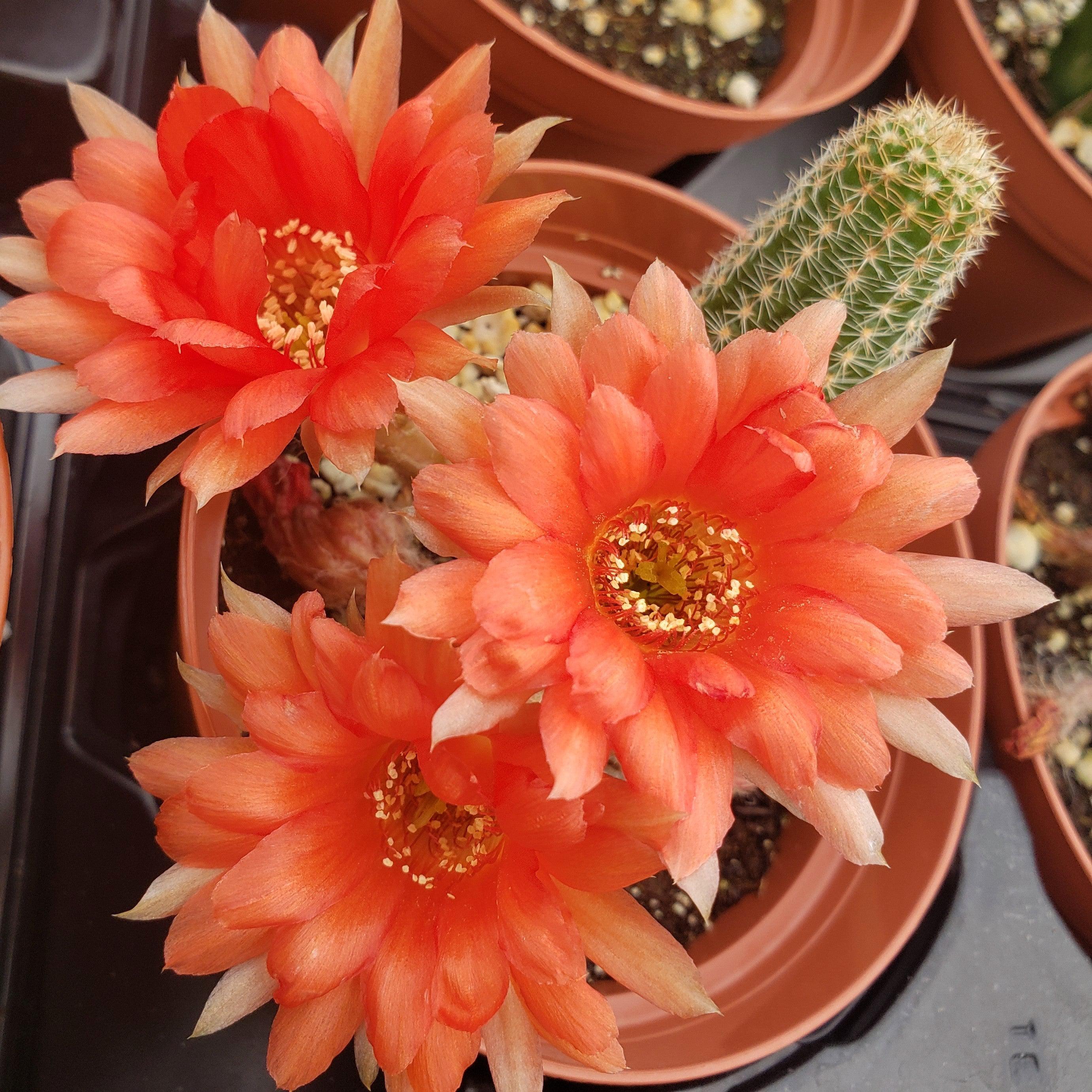 types of peanut cactus Peanut Cactus ‘Echinopsis chamaecereus’