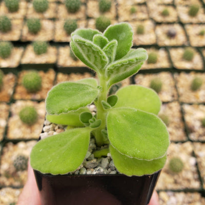 Vicks Plant 'Plectranthus tomentosa'