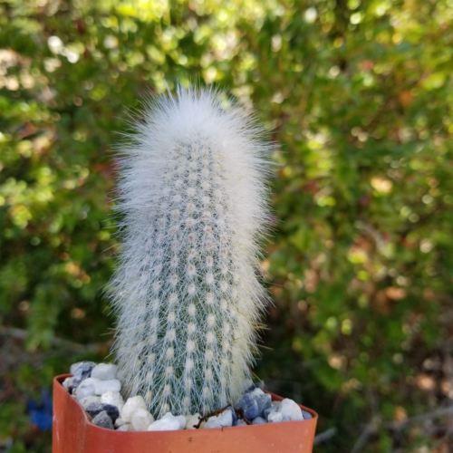 Silver Torch Cactus 'Cleistocactus strausii' -9