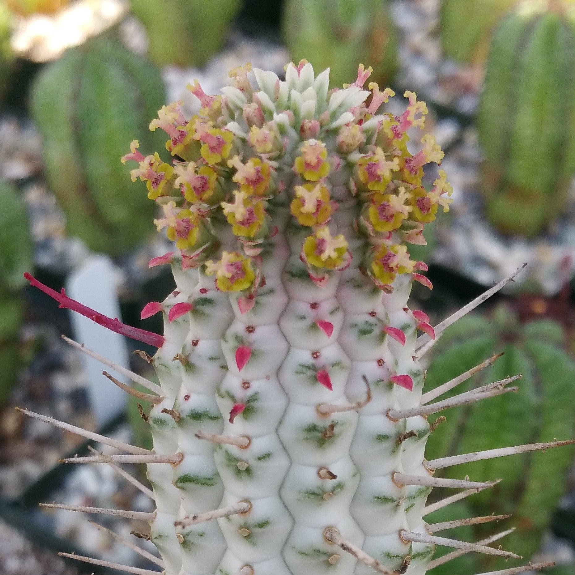 succulent corn Euphorbia mammillaris variegata 4" Pot