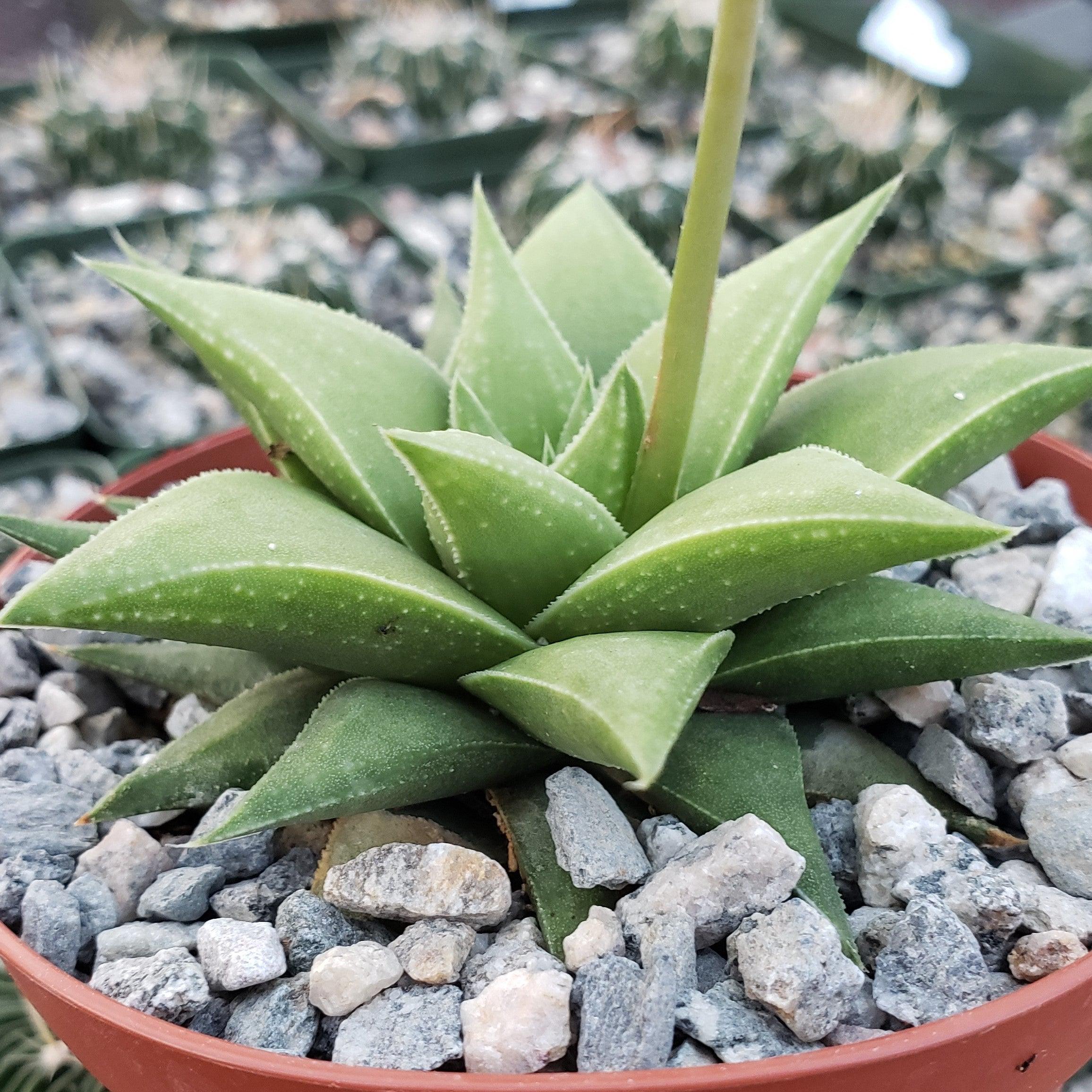 succulent pointy leaves Haworthia rigida