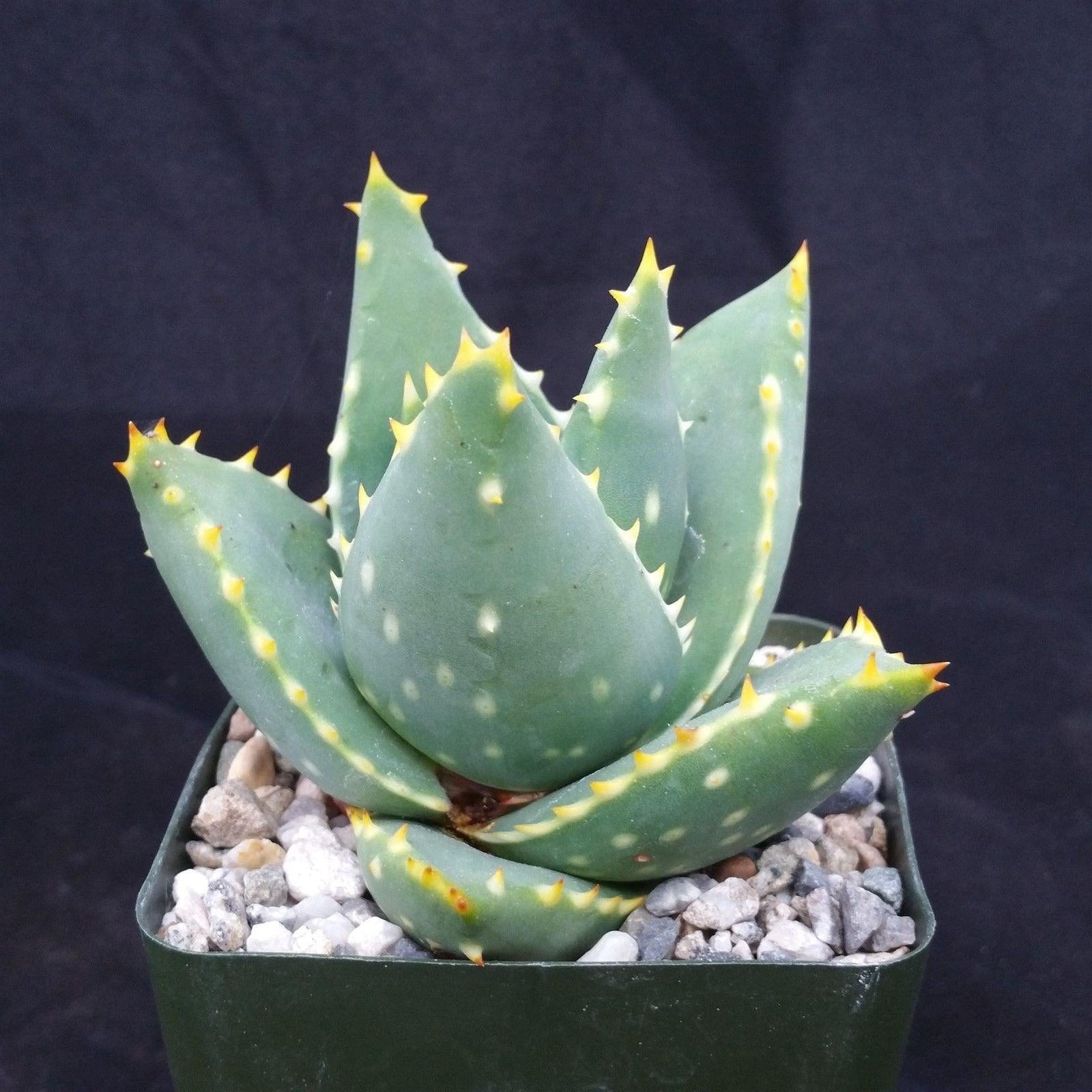 type of succulent that looks like aloe Aloe Distans | Small Stemless Succulent