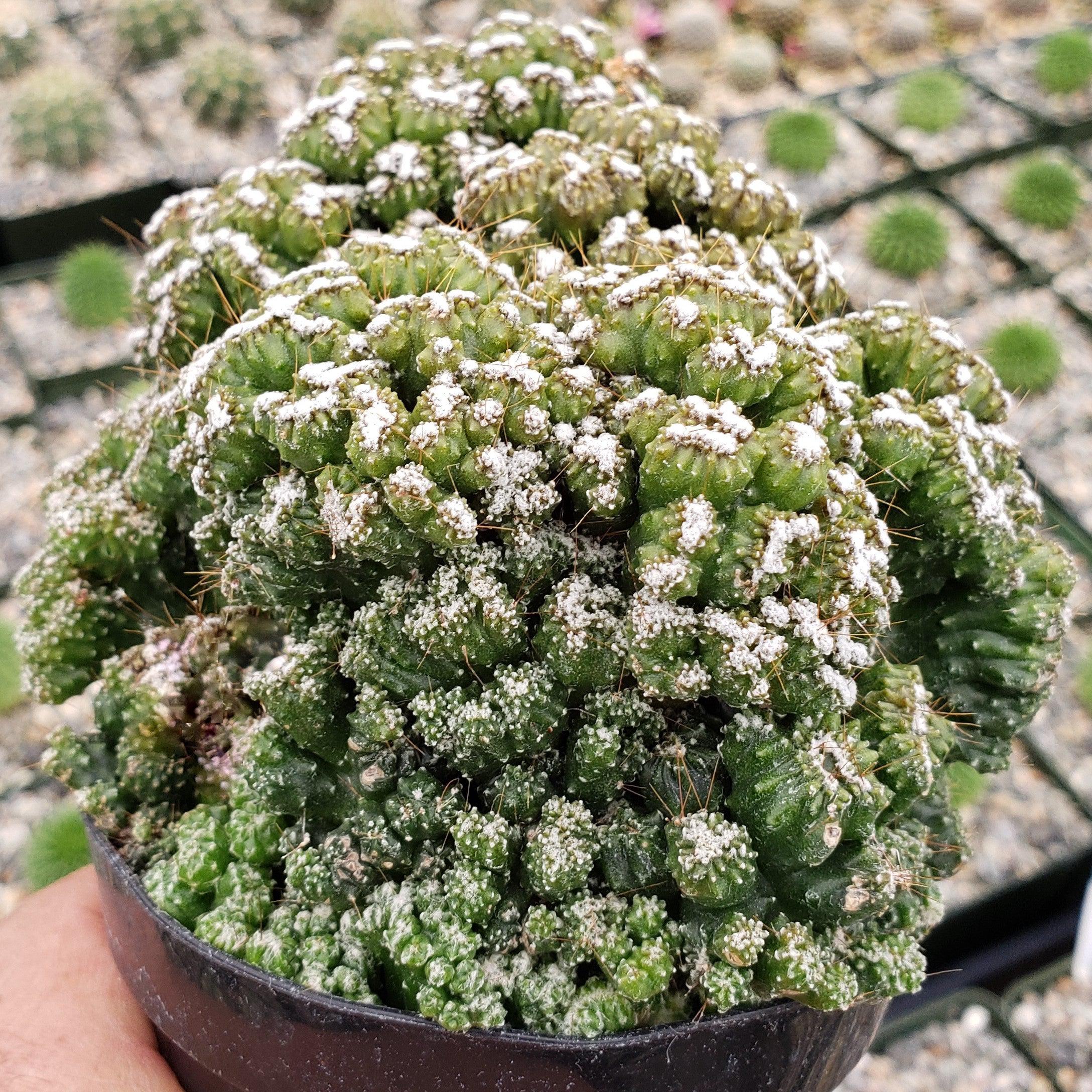 monstrose succulents Cereus peruvianus monstrose mini