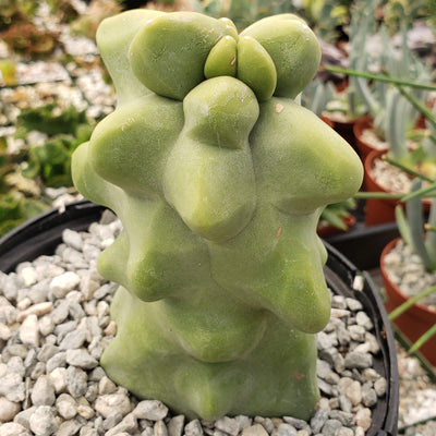 Totem Pole Cactus 'Lophocereus schottii' - 6