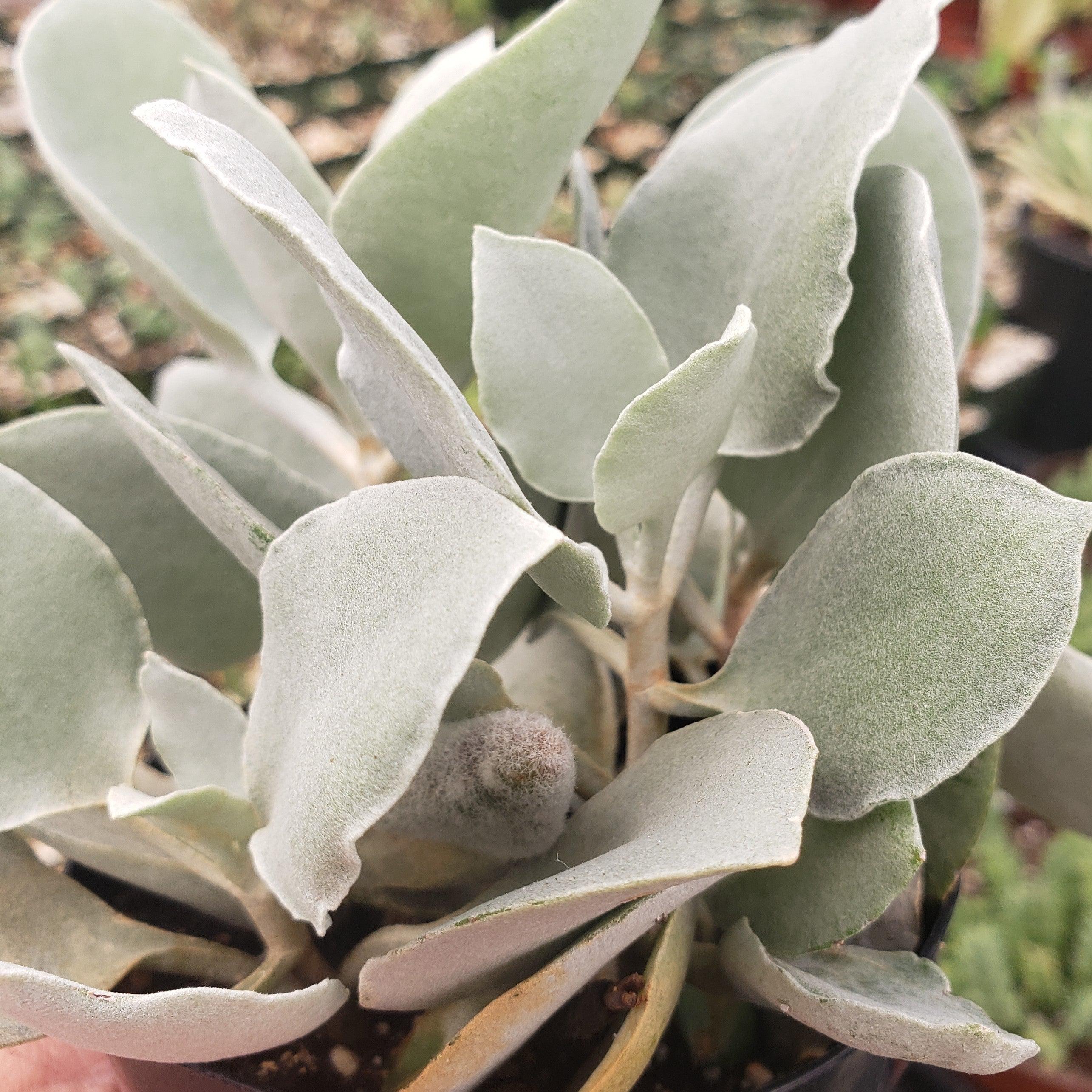 silver leaf succulent Kalanchoe hildebrandtii