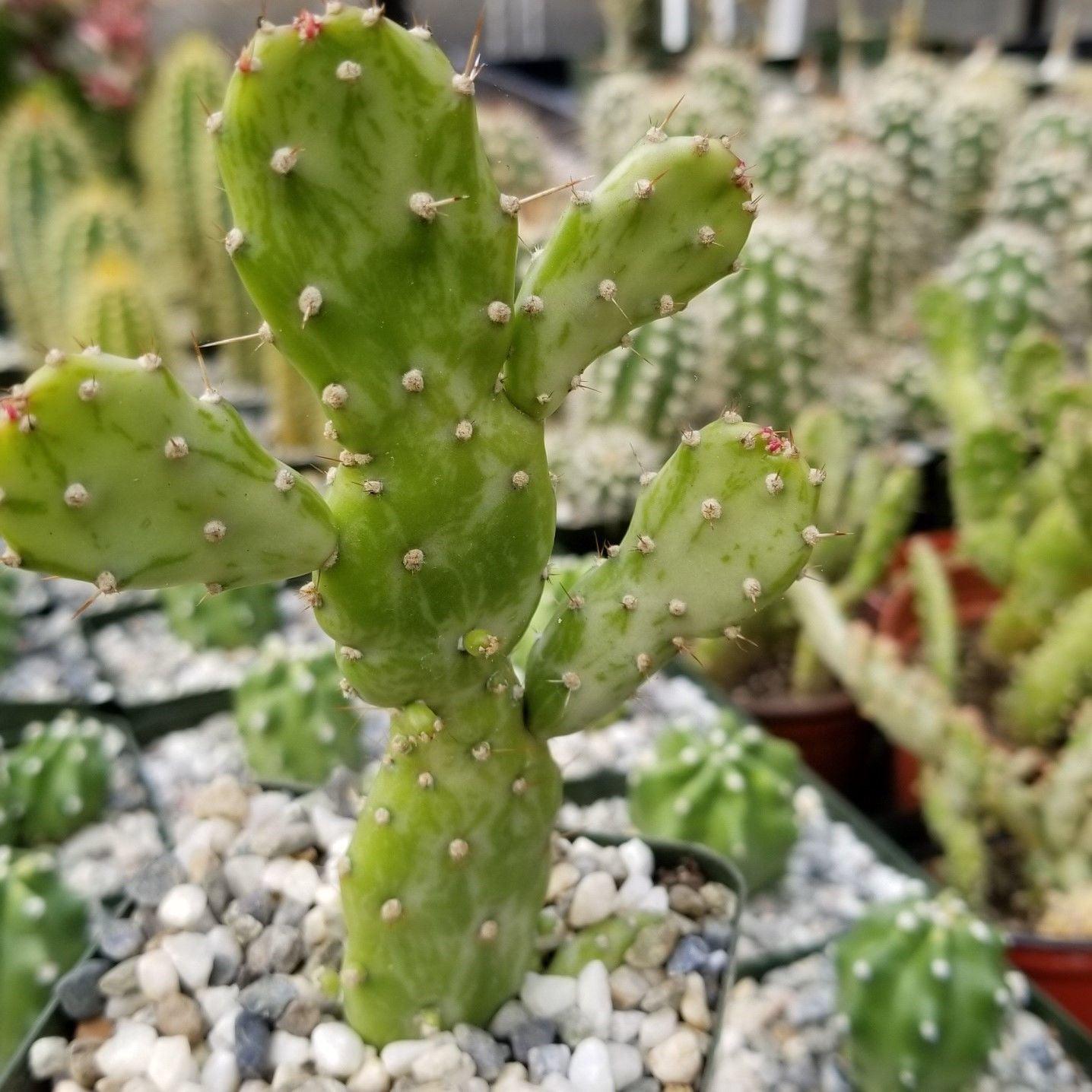 variegated prickly pear cactus Variegated Josephs Coat Cactus ‘Opuntia monacantha Variegata’ 4" Pot