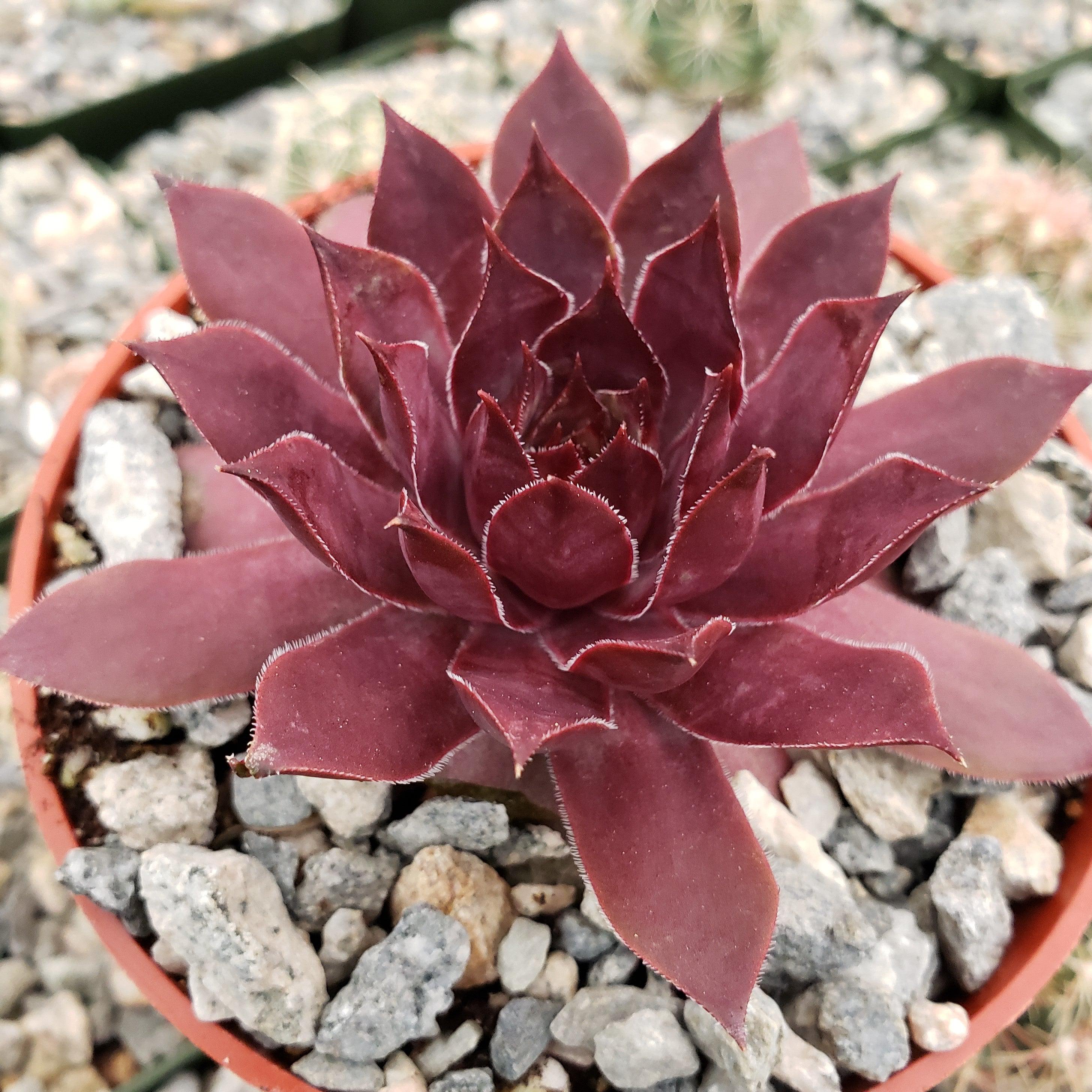 reddish succulent plants Sempervivum rojo red Hens and Chicks