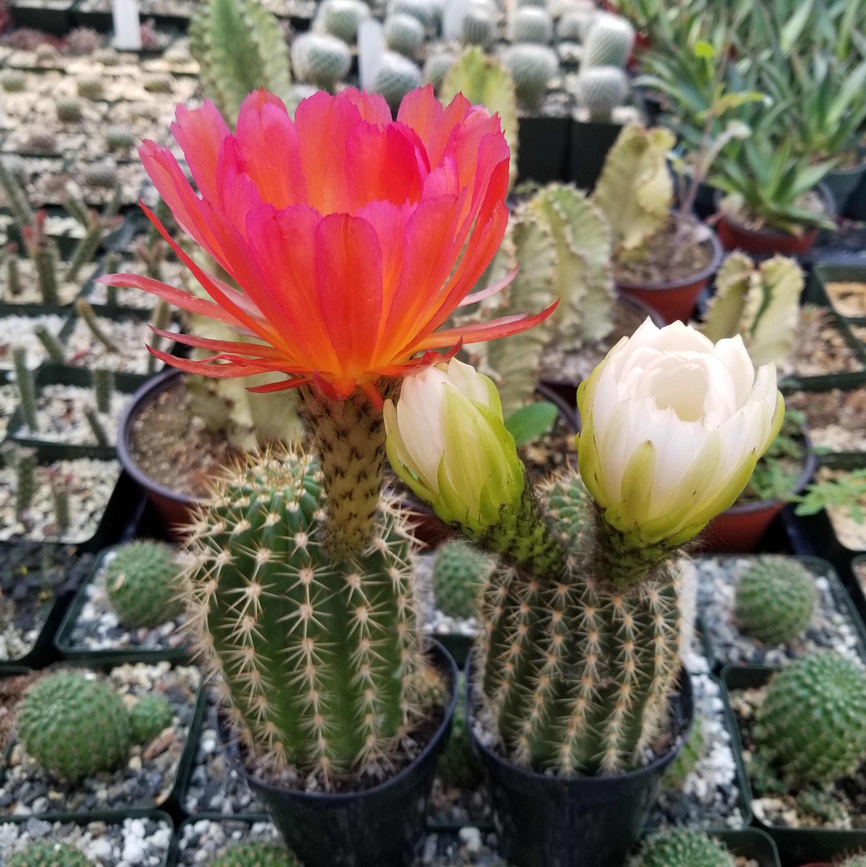 types of torch cactus Torch Cactus