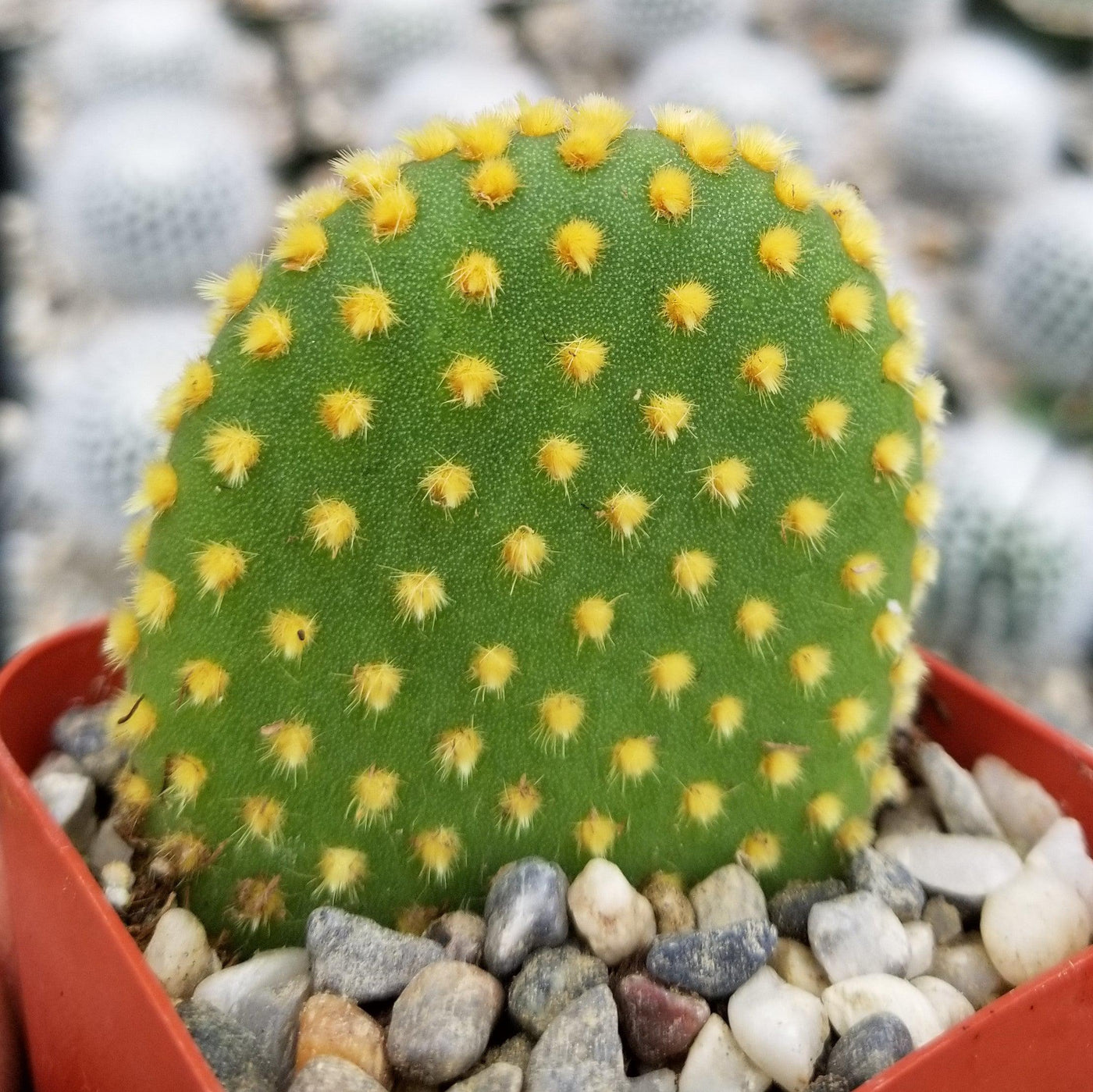Bunny Ear Cactus 'Opuntia microdasys'