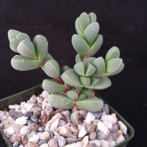 succulent ice plant Corpuscularia lehmannii 4" Pot