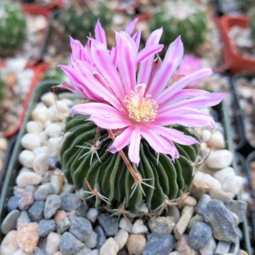 types of brain cactus Stenocactus multicostatus "Brain Cactus"
