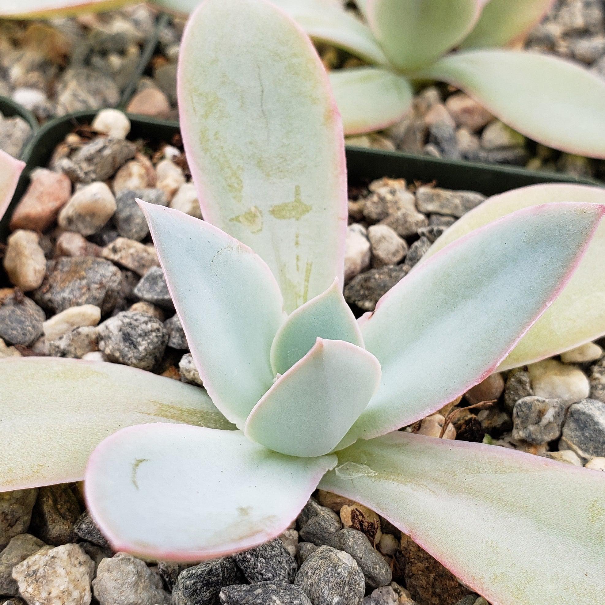 white cloud succulent Echeveria cante