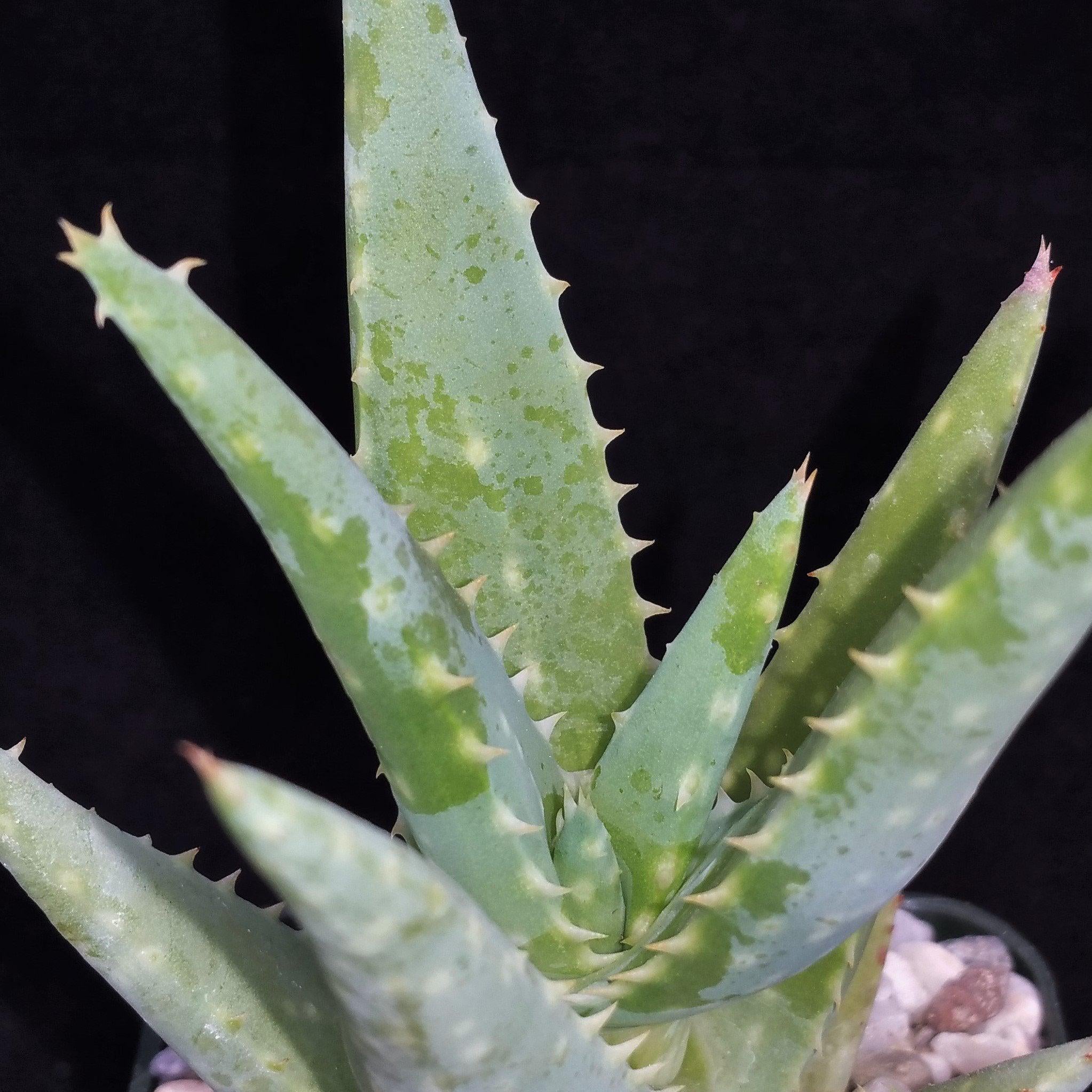aloe vera looking plant with white spots Aloe California Medicinal Plants