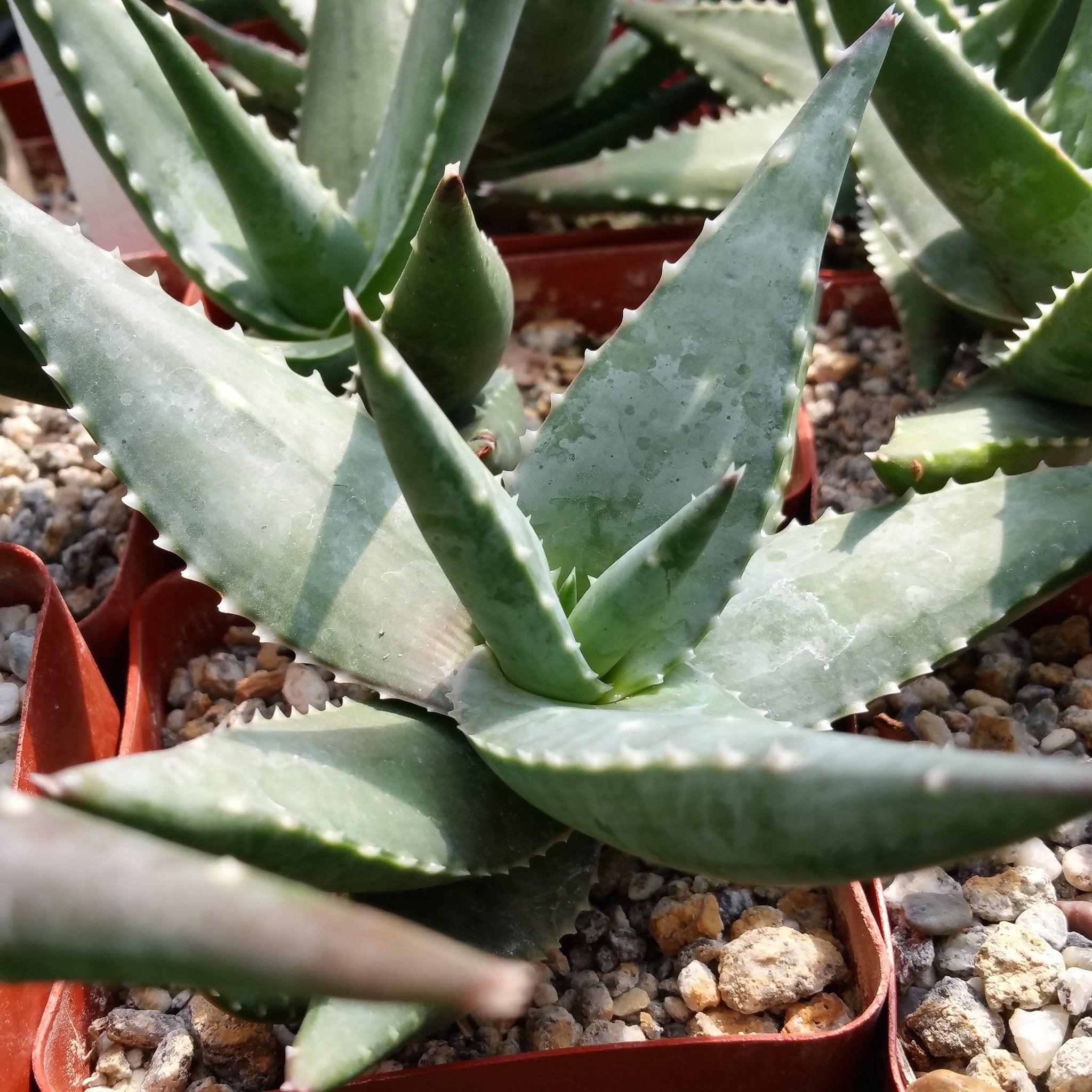 a plant that looks like aloe vera Malagasy Tree Aloe