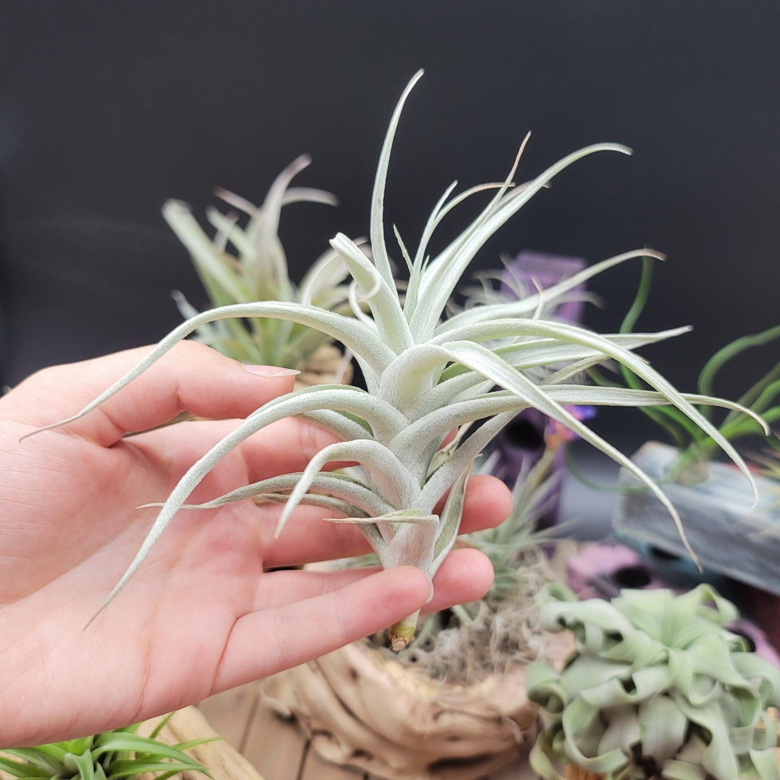 decorative air plants Tillandsia Albida
