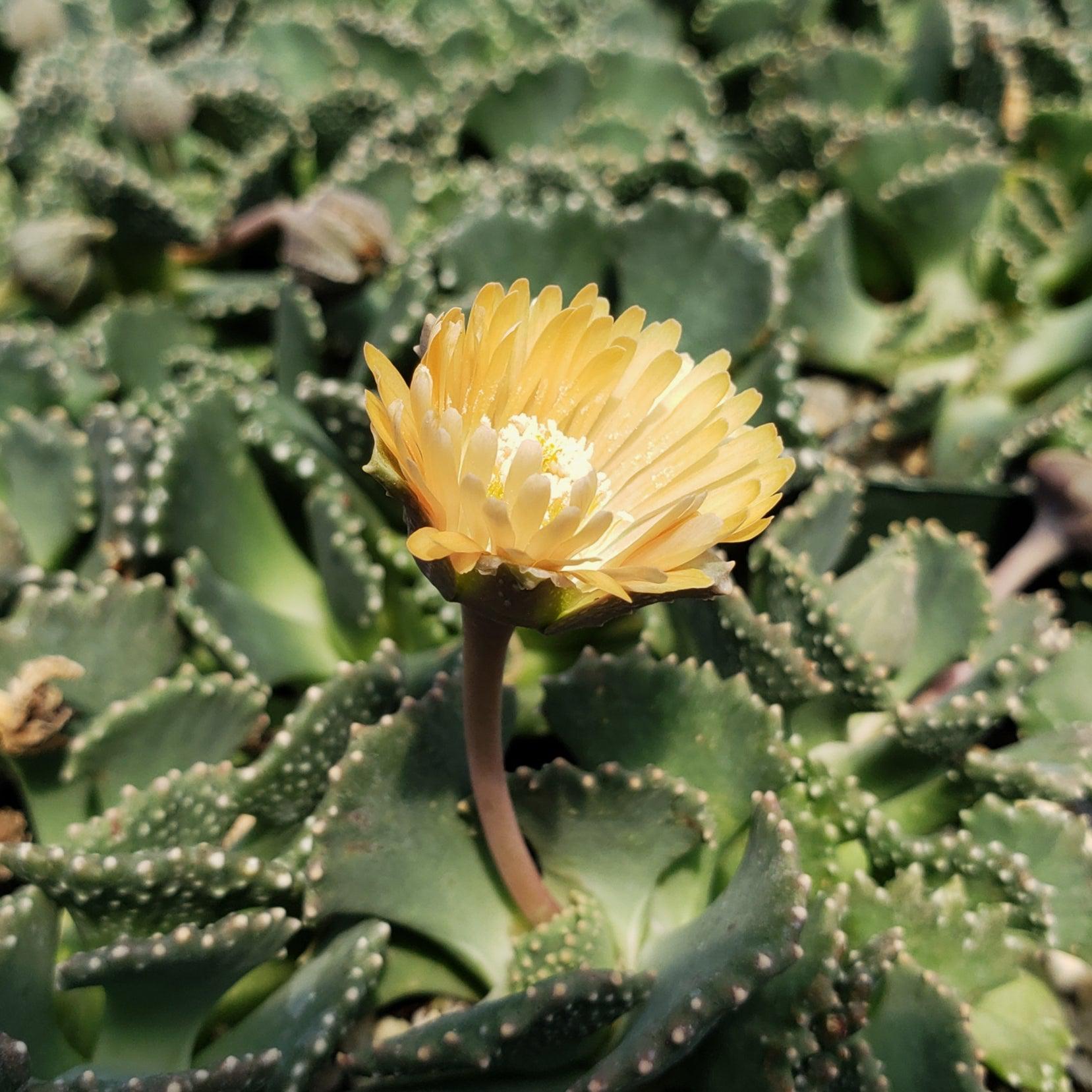 succulent yellow leaves Buy Aloinopsis Malherbei Online | Miniature Blue Fan