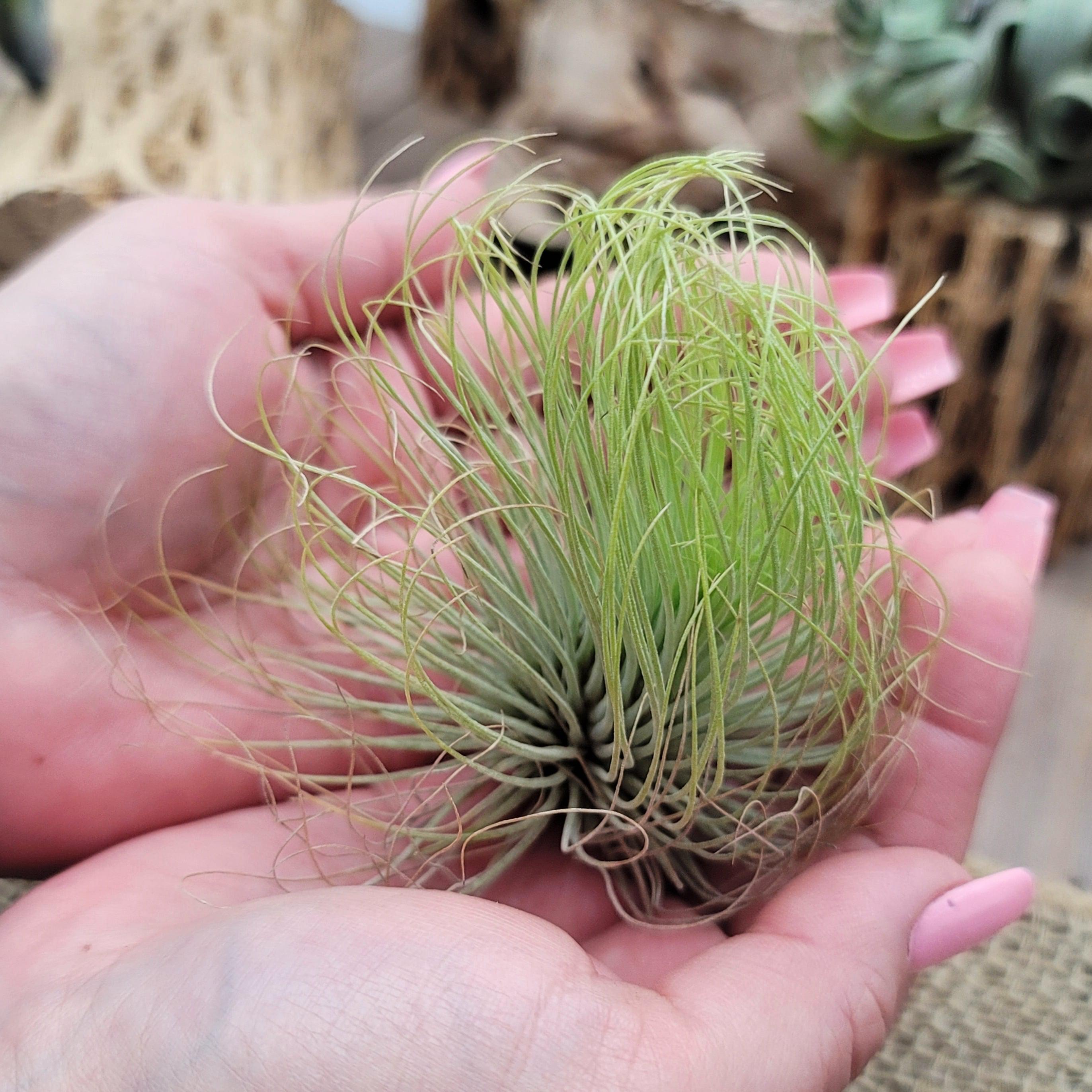 andy's air plants Tillandsia Andreana
