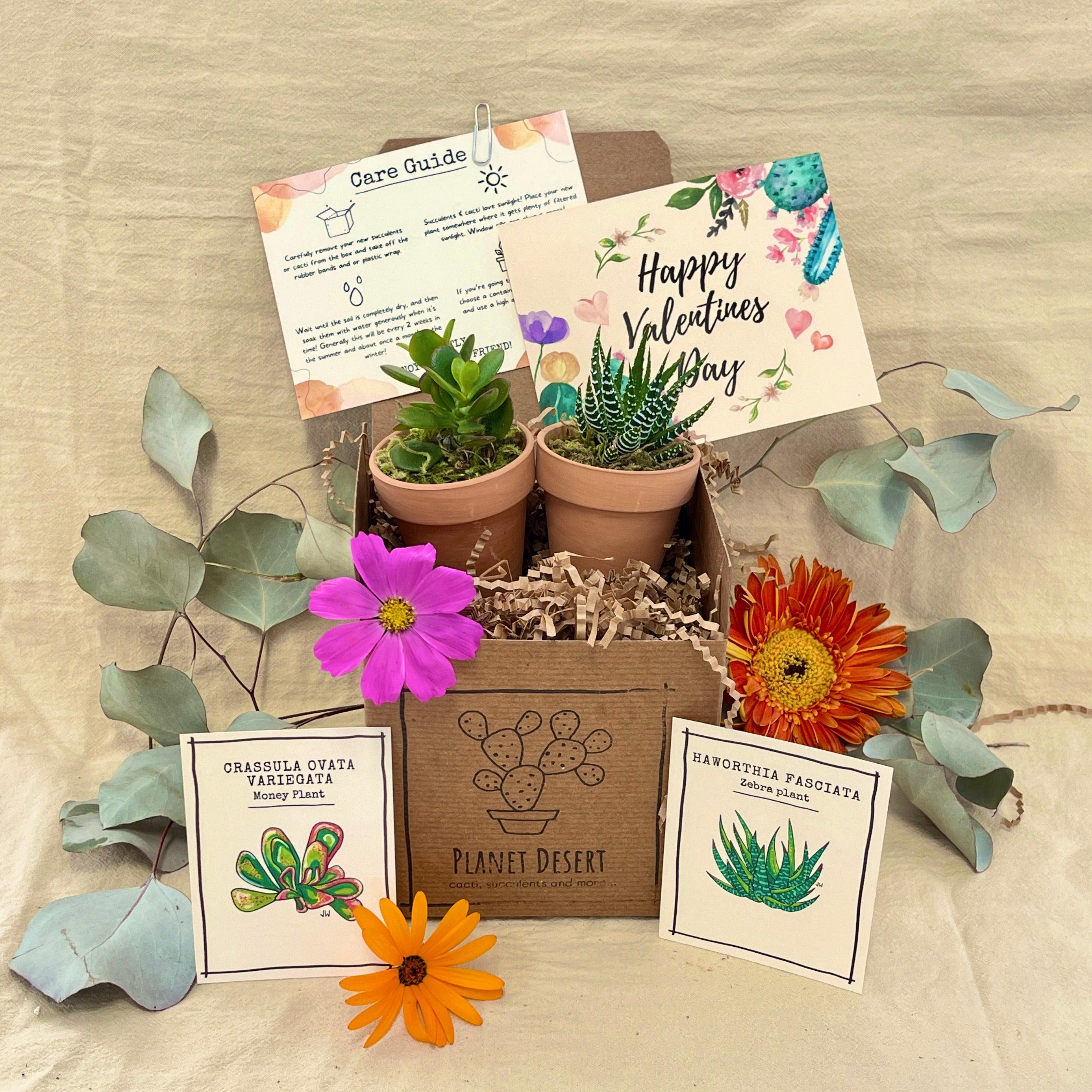 succulents gift box 2 Succulents Growing Kit Gift Box