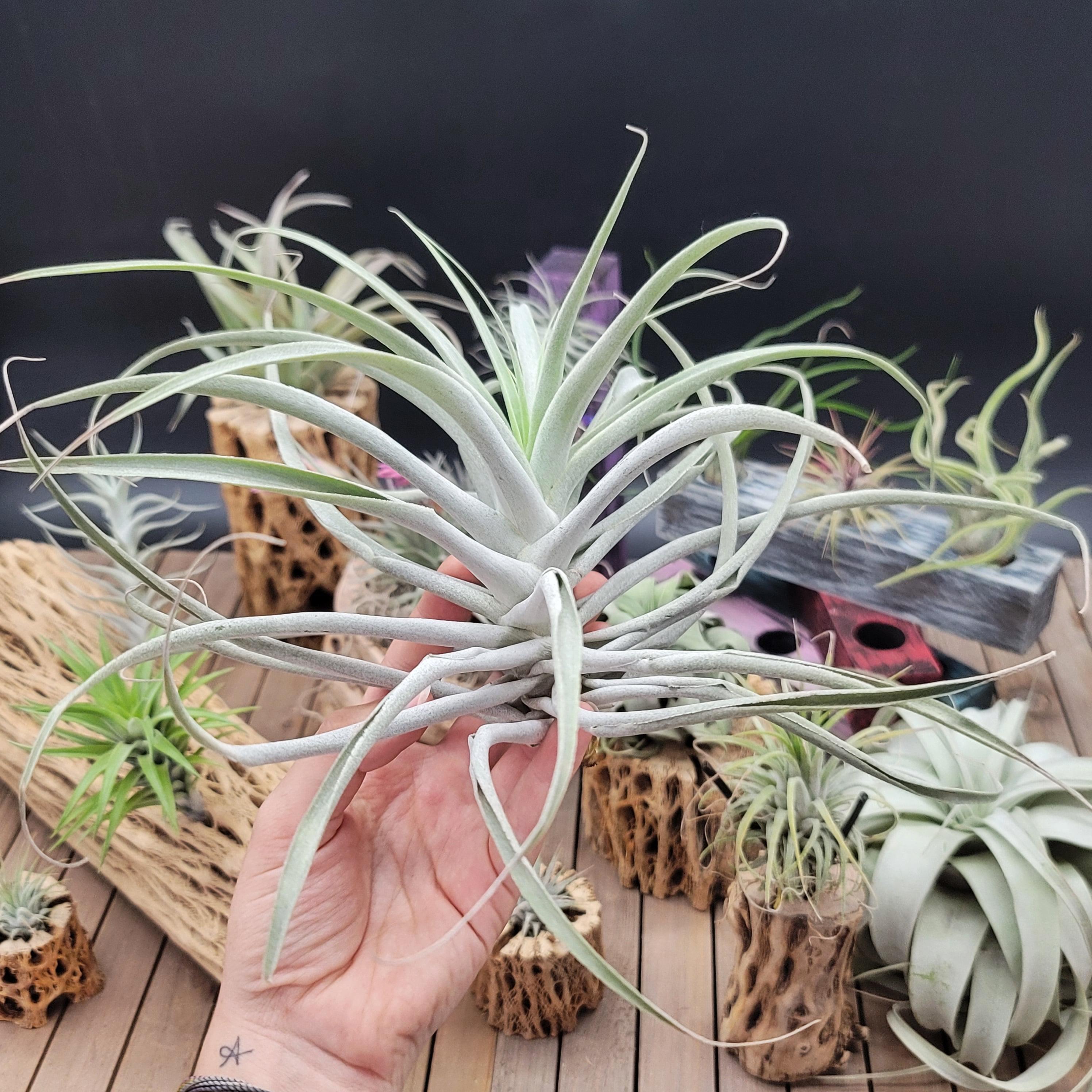 cactus air plant Tillandsia Cacticola large