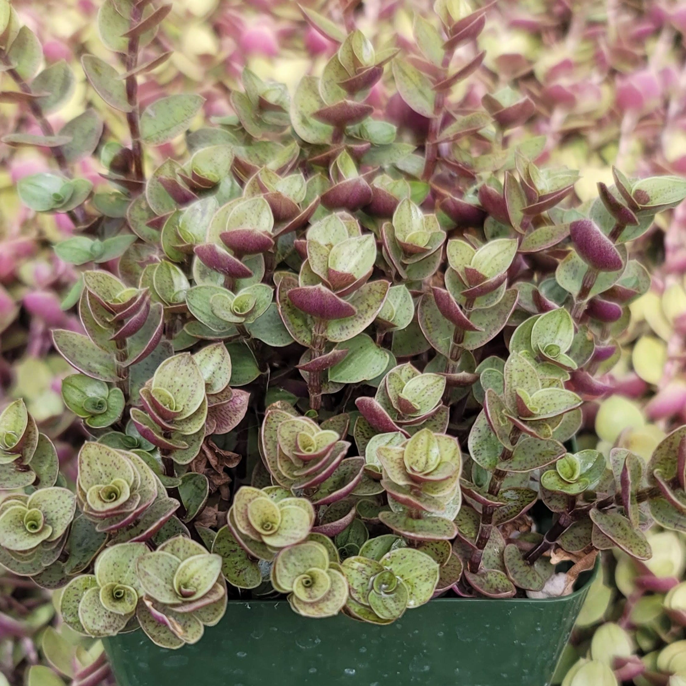 callisia indoor plant Creeping Inch Plant