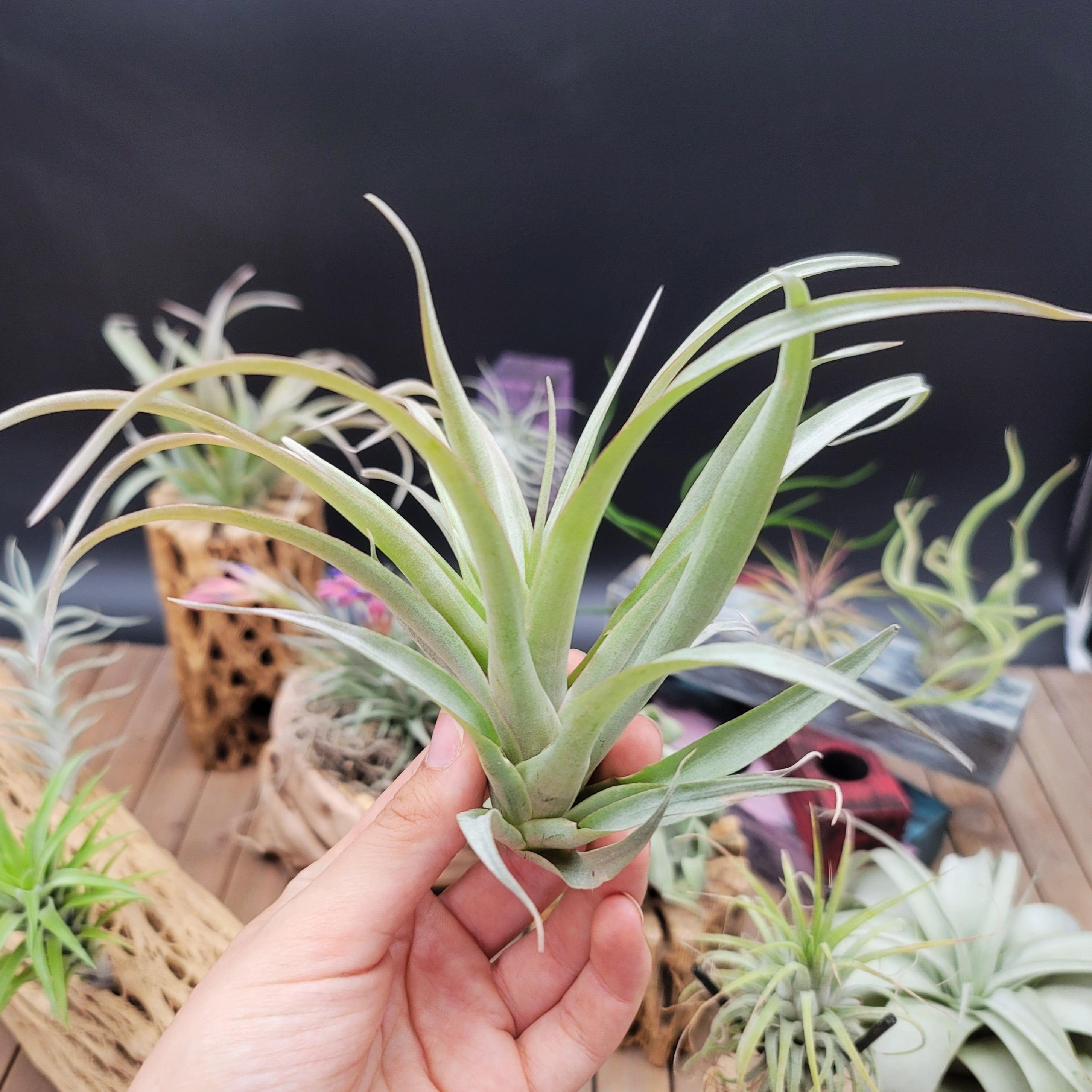 orange air plant Tillandsia Capitata Blood Orange