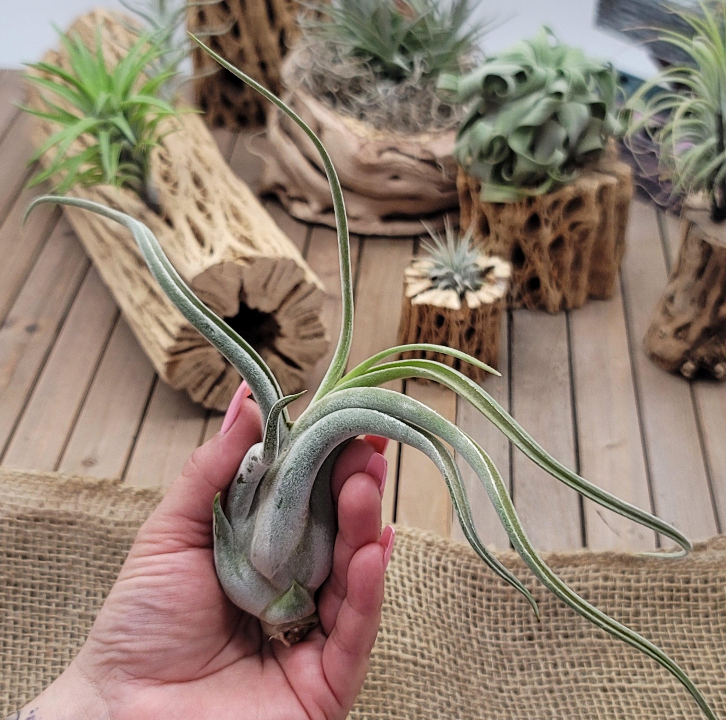 medusa head air plant Tillandsia Caput-Medusae XLarge