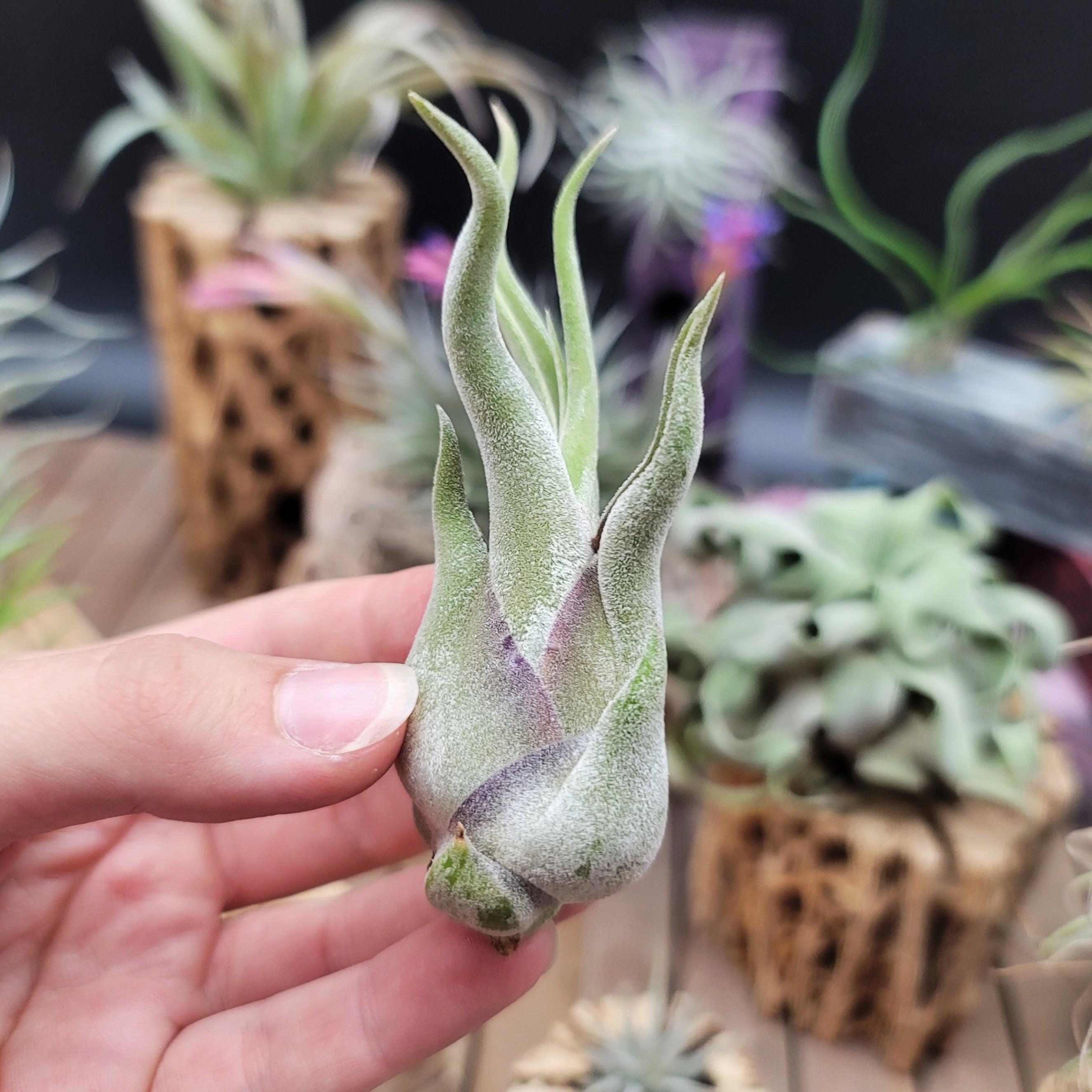 tillandsia caput medusae air plant Tillandsia Caput-Medusae small
