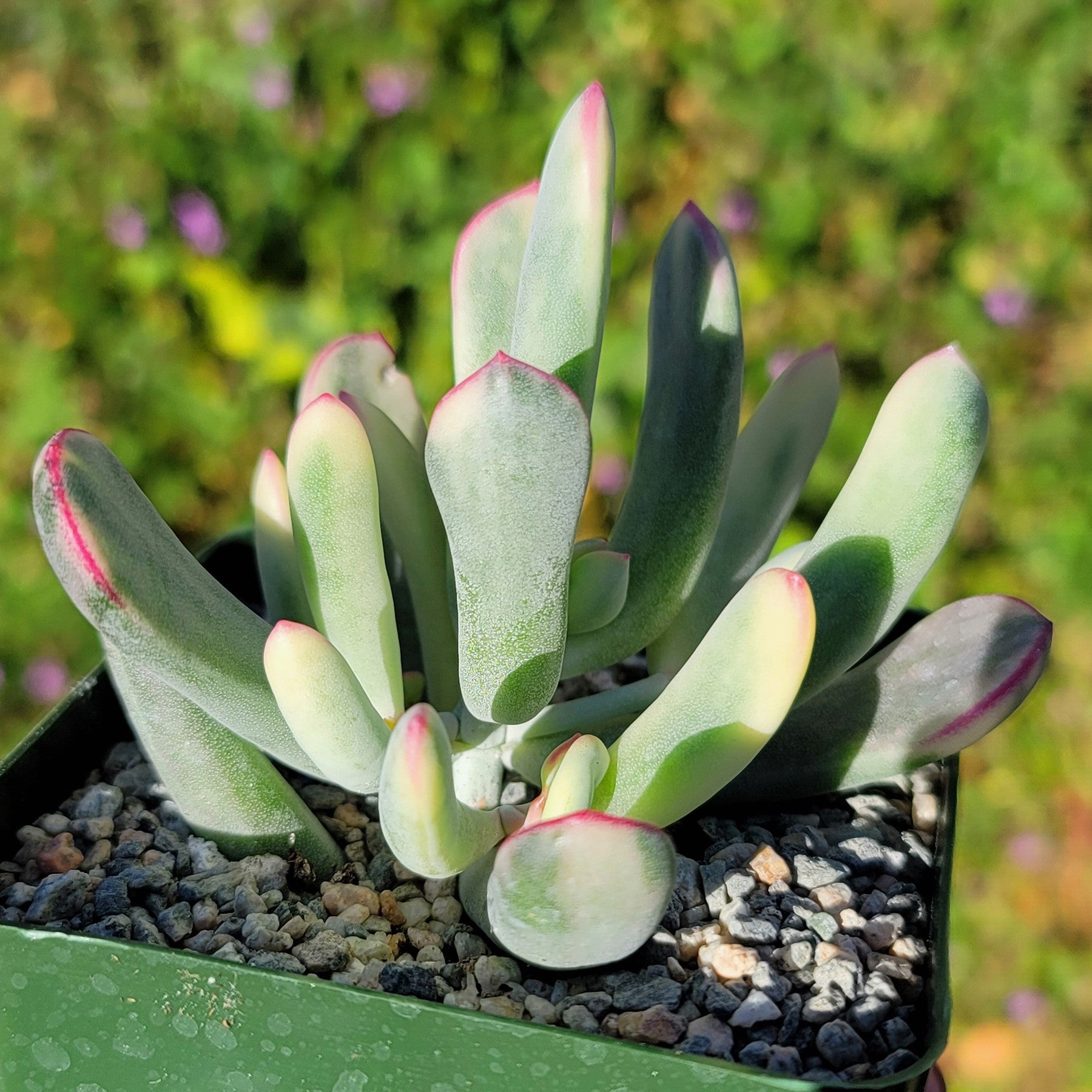 cotyledon succulent varieties Cotyledon orbiculata variegated