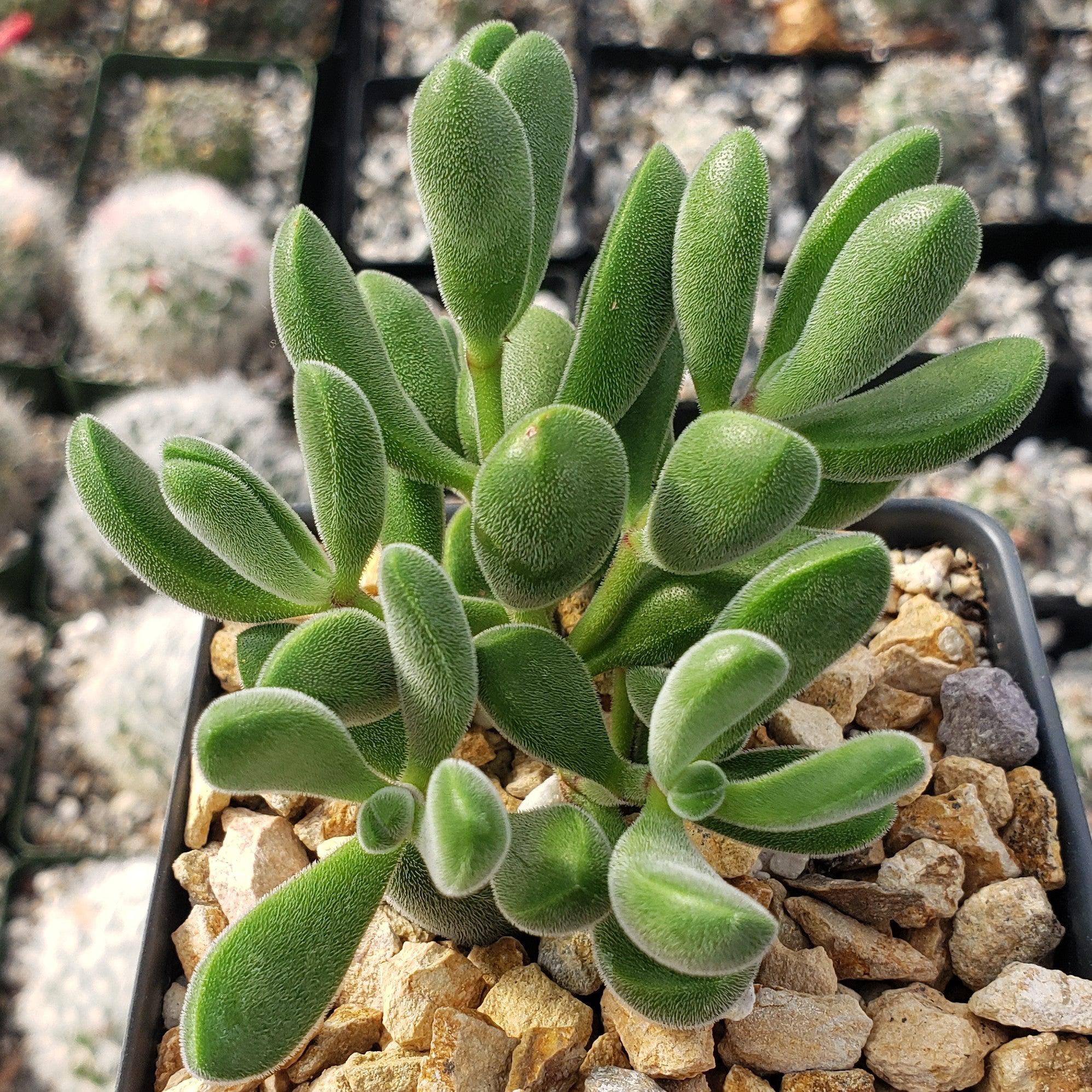 green bean plant succulent Crassula congesta