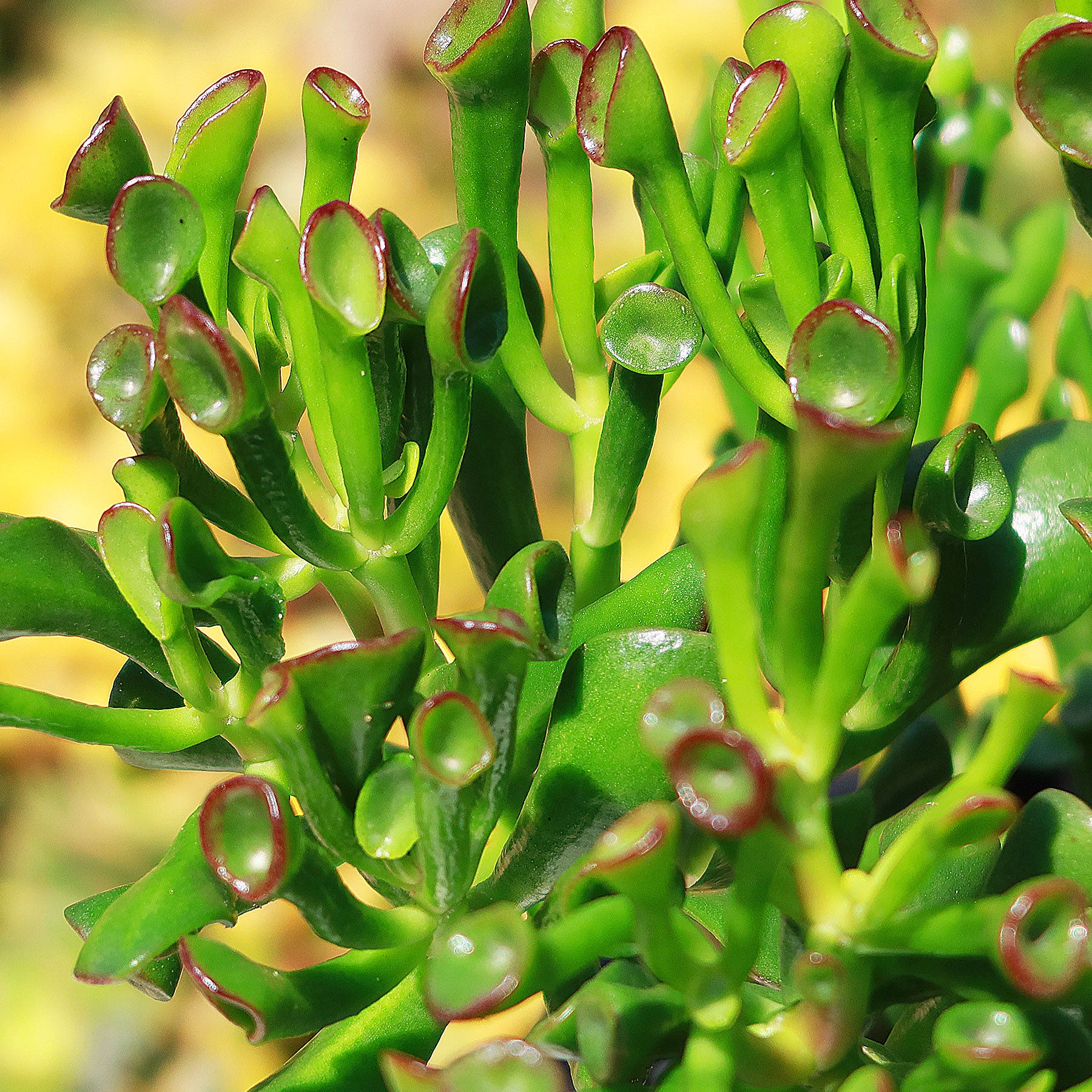 ogres ears succulent care ET's Fingers-Shrek Ears 'Crassula ovata Gollum Jade'
