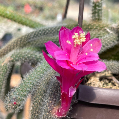 Rat Tail cactus – Aporocactus flagelliformis