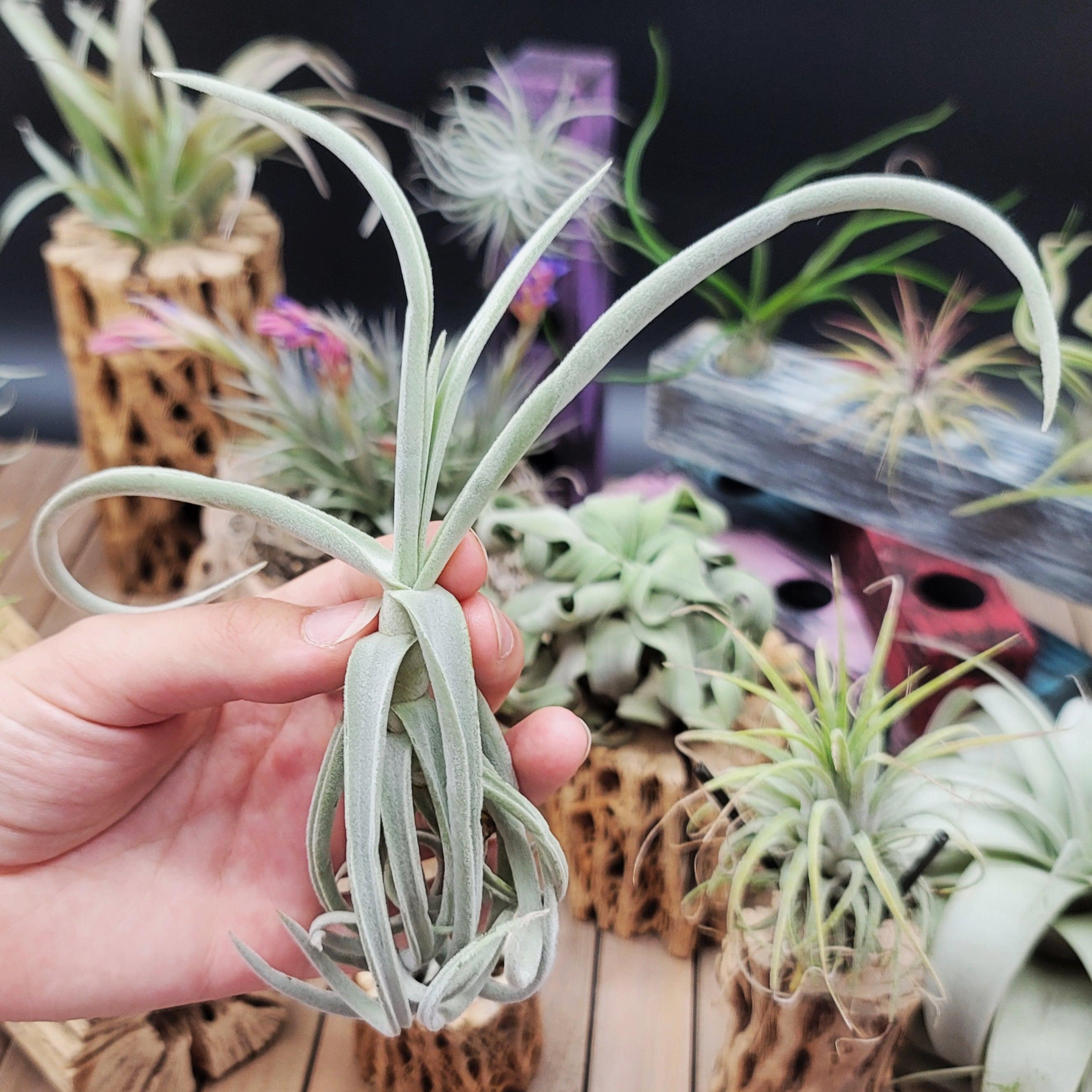 streptocarpa air plant Tillandsia Duratii