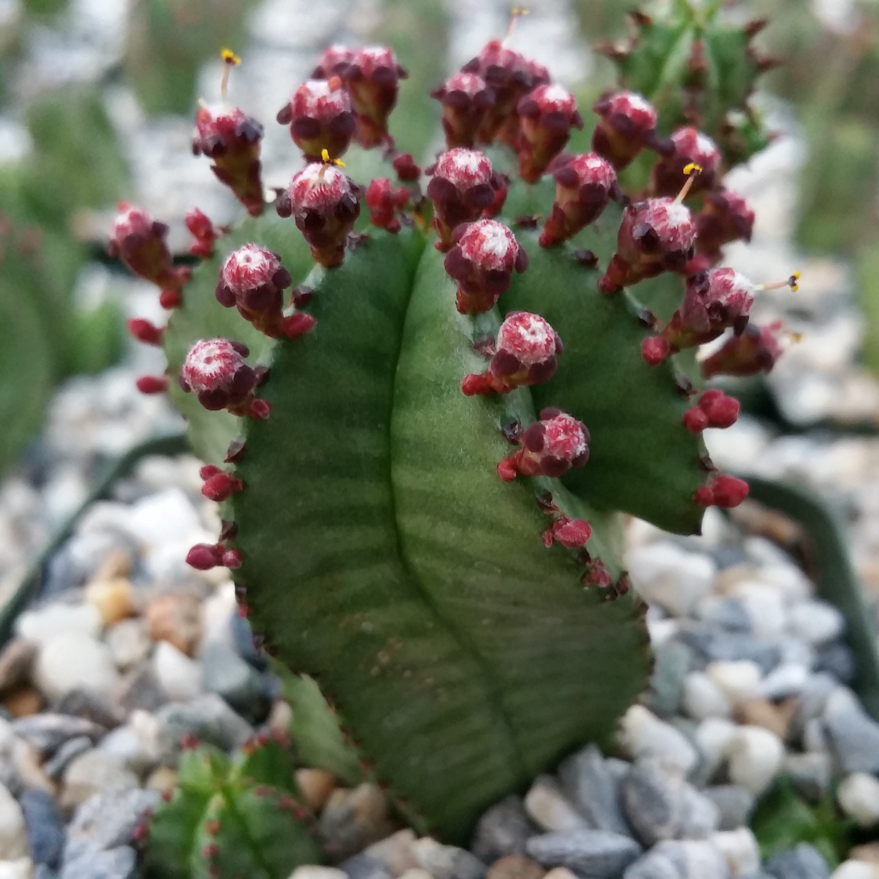 zipper succulent Euphorbia anoplia tanzania zipper plant